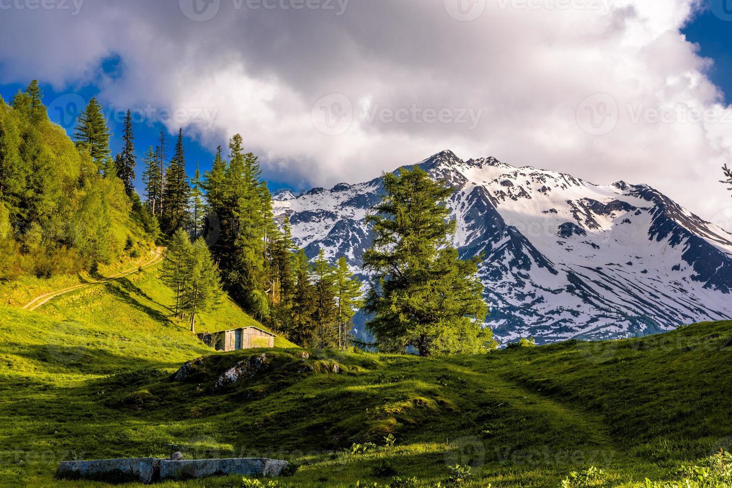 Pine trees in fields in Alp mountains, Martigny-Combe, Martigny, photo