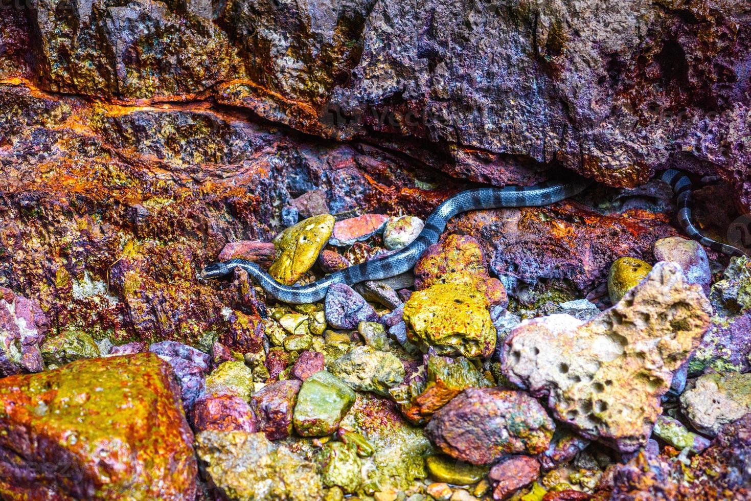 Beaked Banded Sea Snake Enhydrina schistosa, Phi Phi Leh islands photo