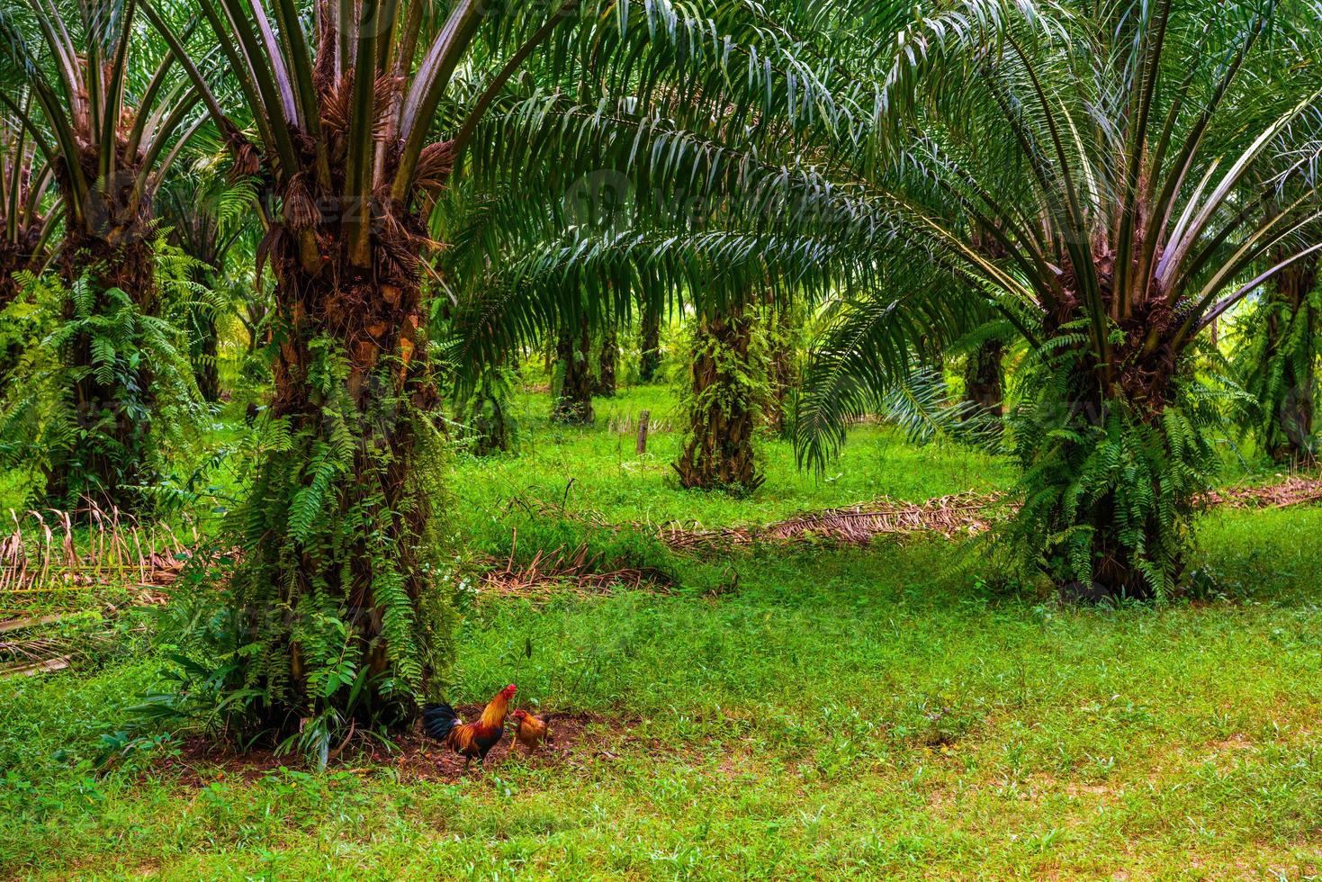 Oil palms plantation, tropical jungle, Phang-nga, Thailand photo