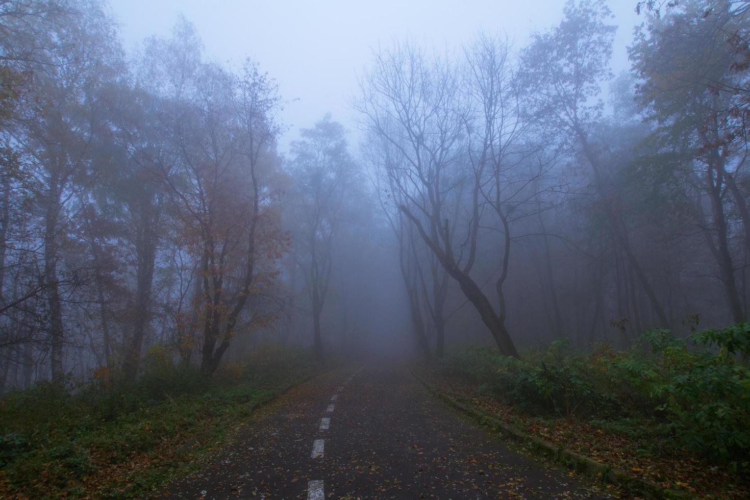 Landscape with foggy autumn park, many trees in cold blue colors photo