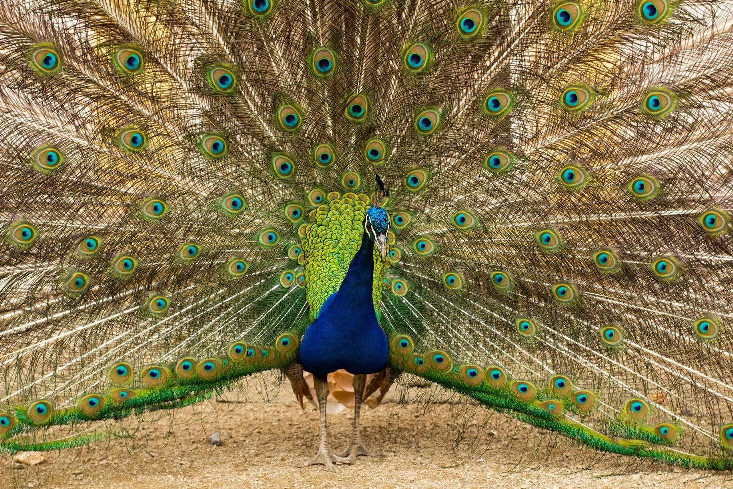 retrato de hermoso pavo real en el parque foto