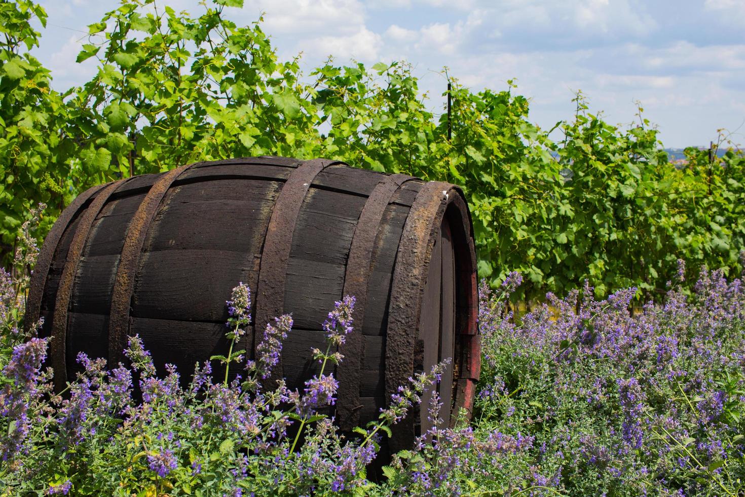 Landscape of vineyard in chez republic, garden in prague at summer time photo