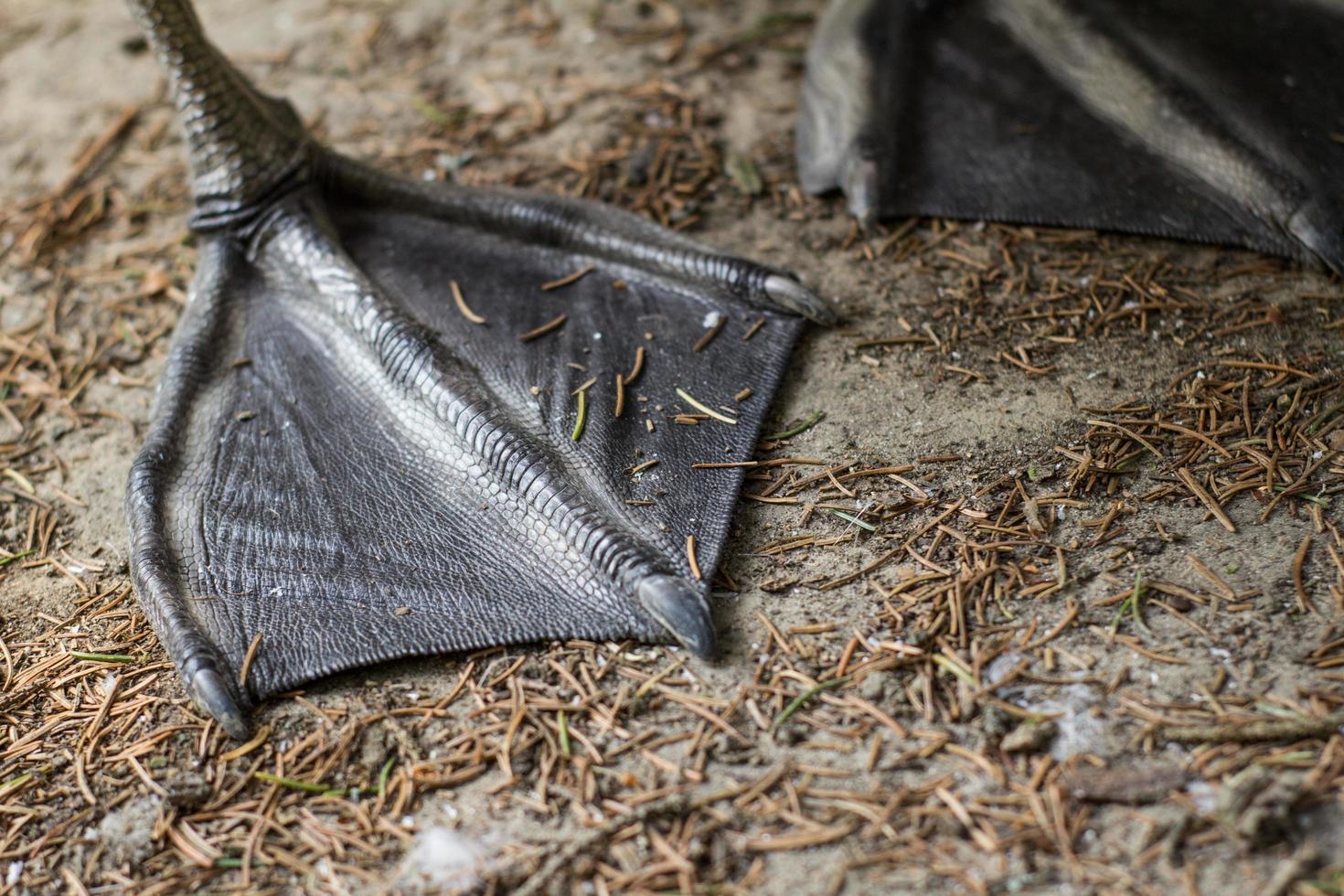 Close up of black swan paws on the ground photo