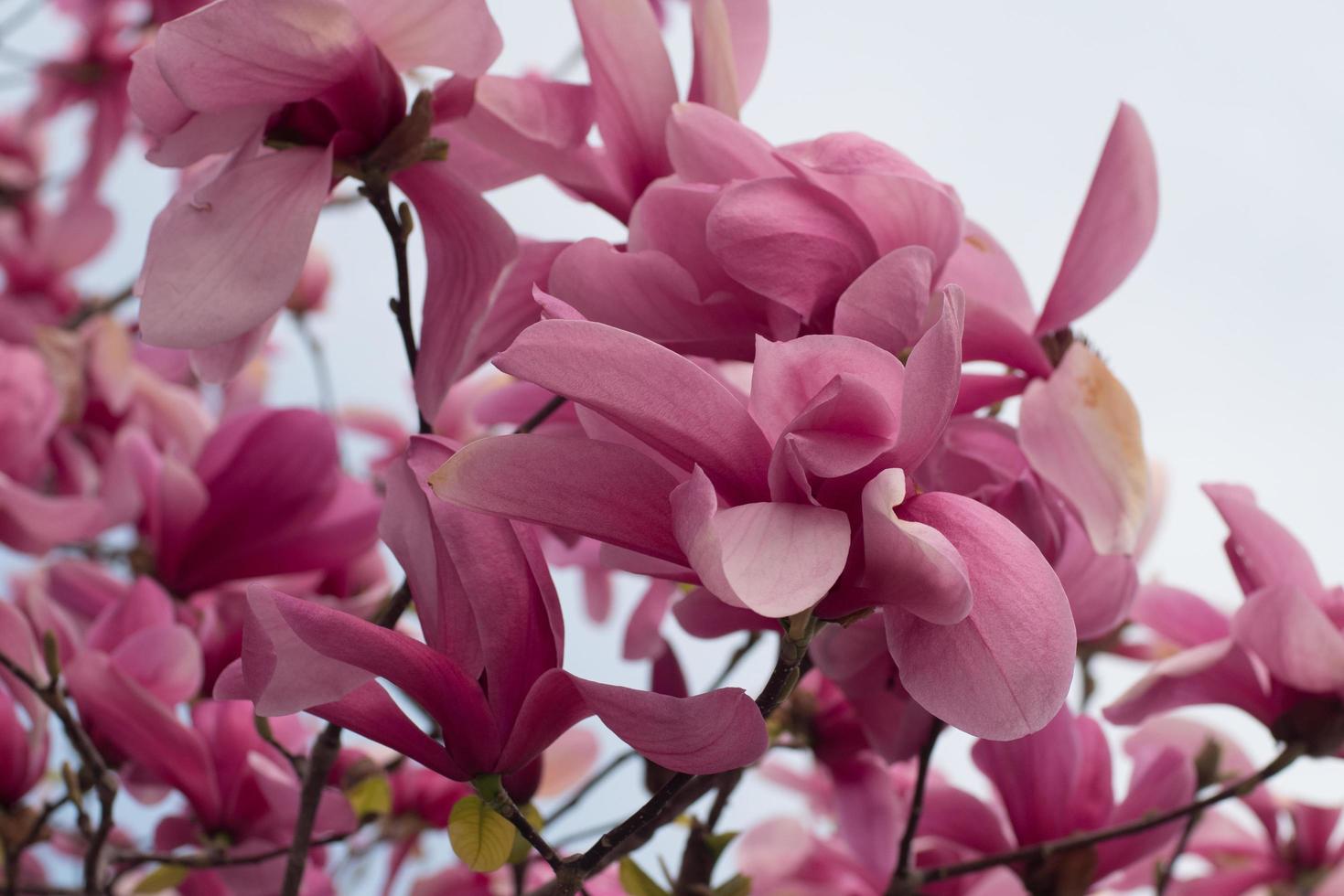 Close up of magnolia tree with pink flowers against sky photo