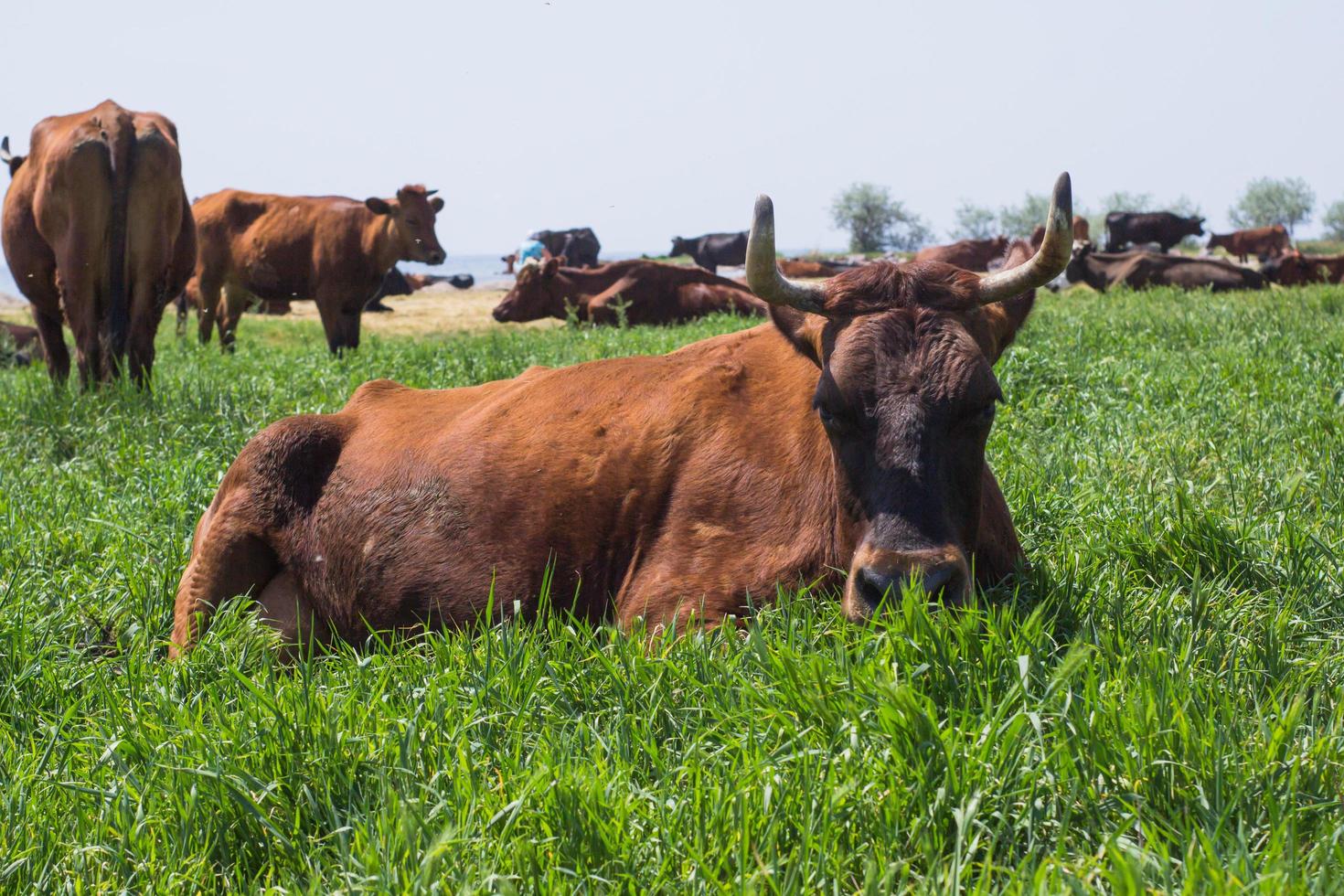 pasture of cows near the river, many cows on green grass in summer day photo