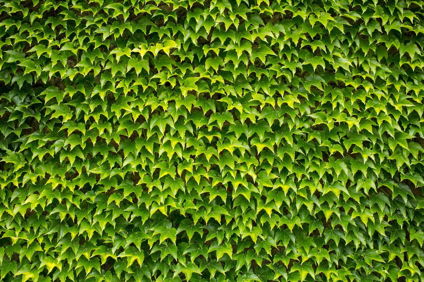 green ivy background, big wall of leaves photo