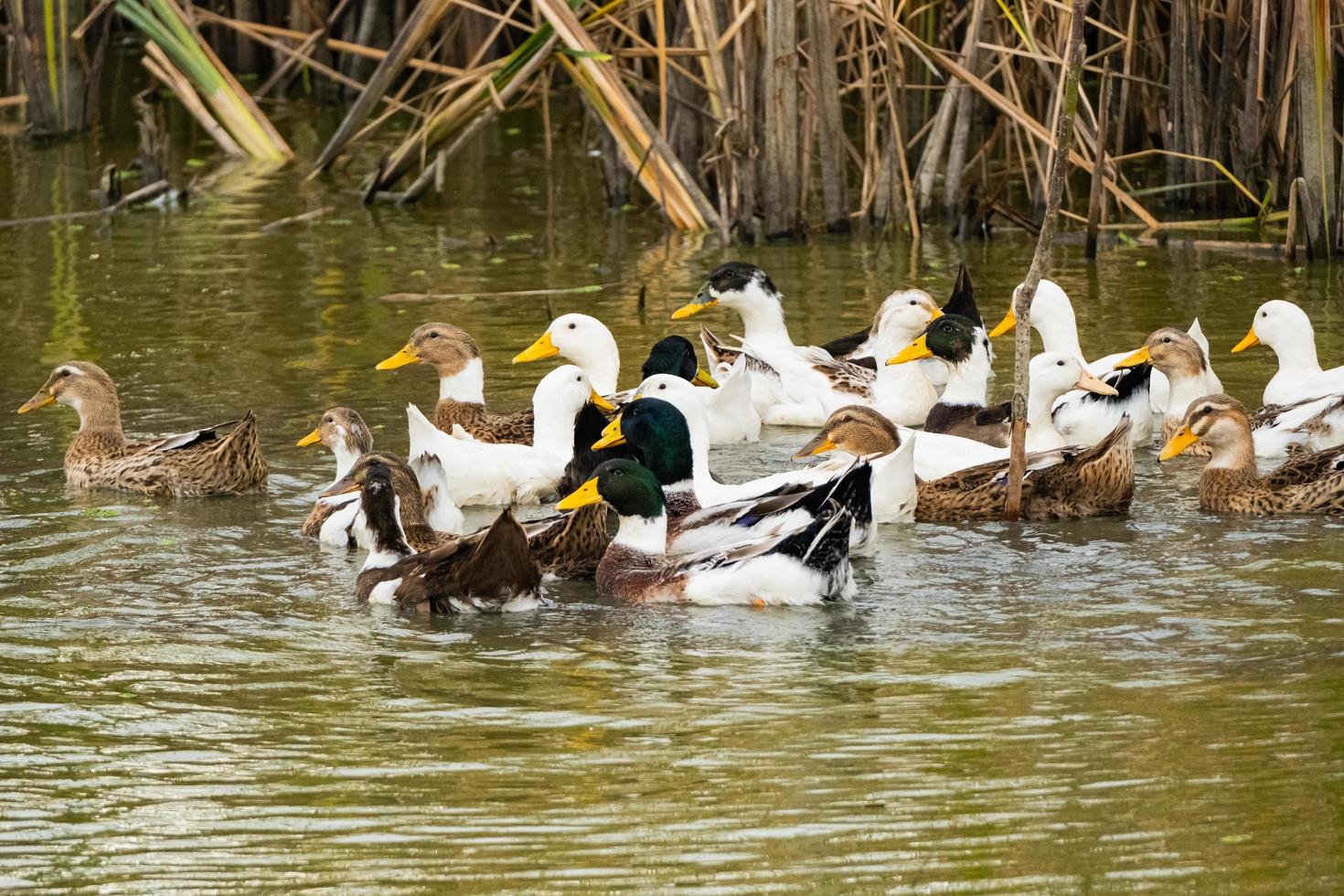 Close up of many wild ducks swiming in the river photo
