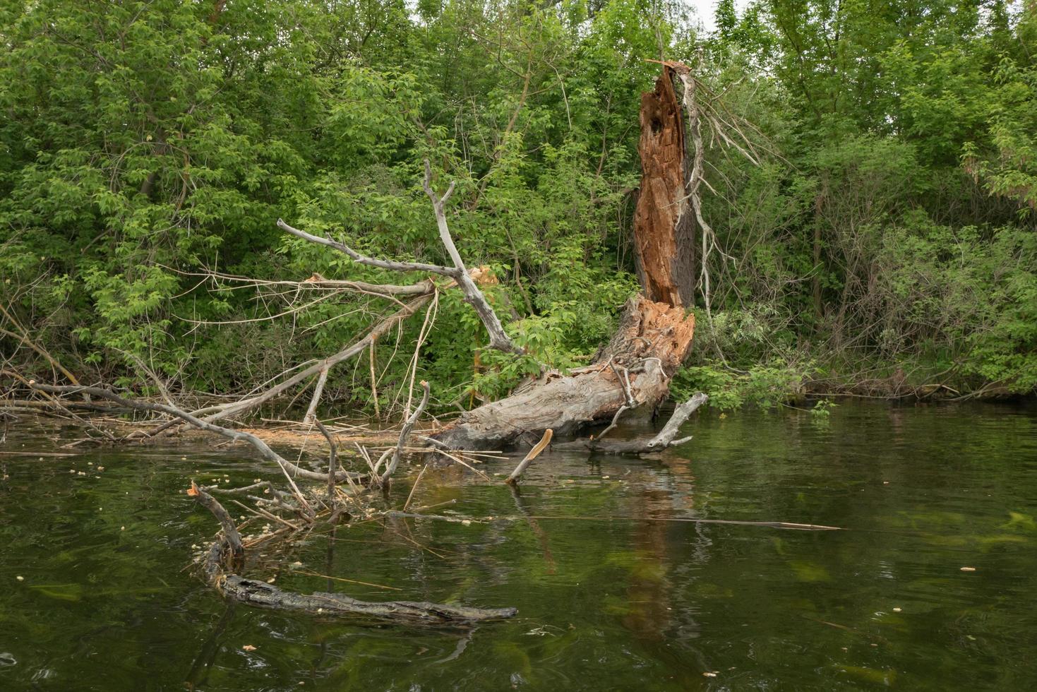 beautiful landscape of fallen tree in the river, spring forest in the water photo