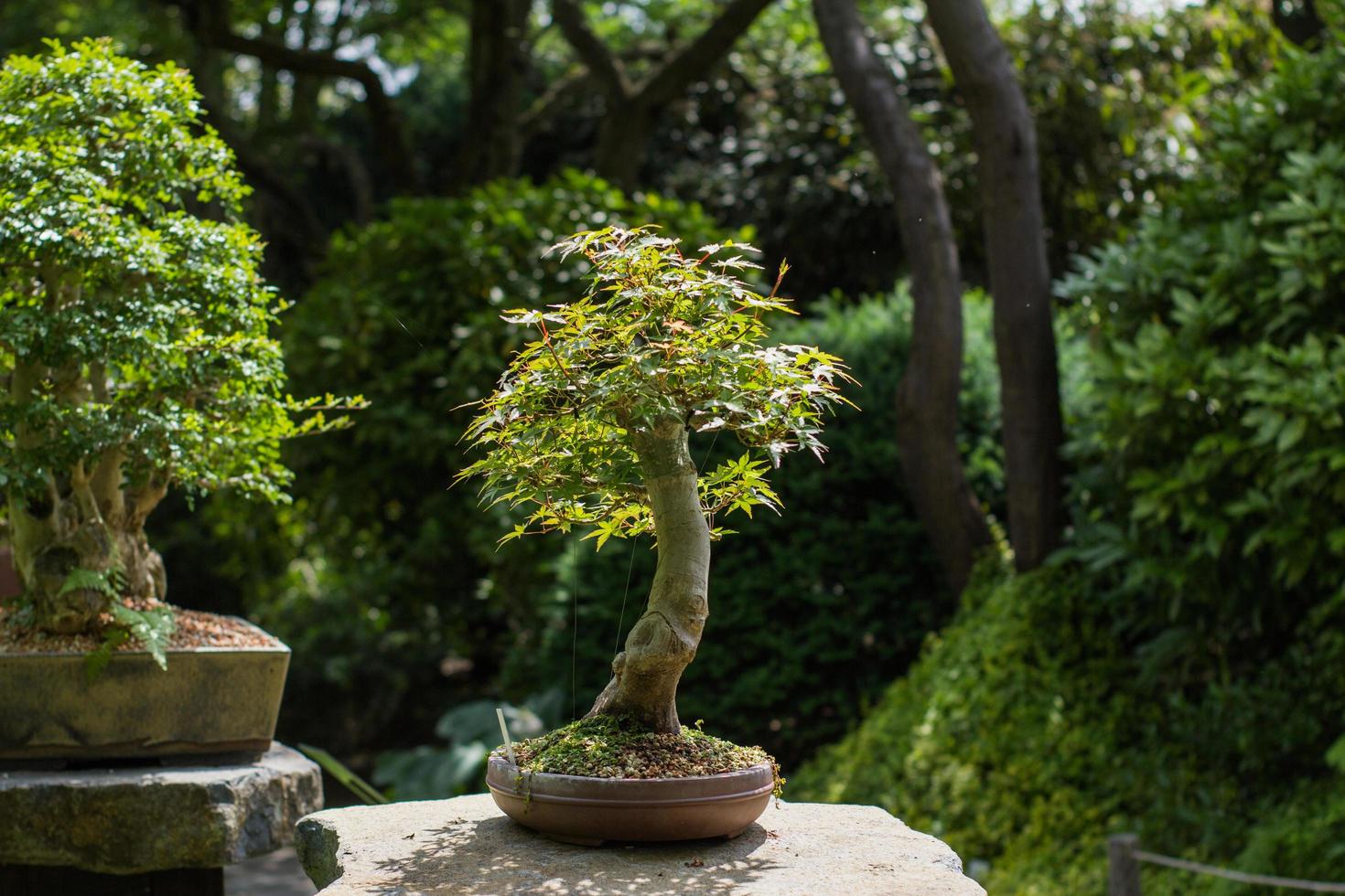 Cerrar imagen de bonsái en el jardín japonés. foto