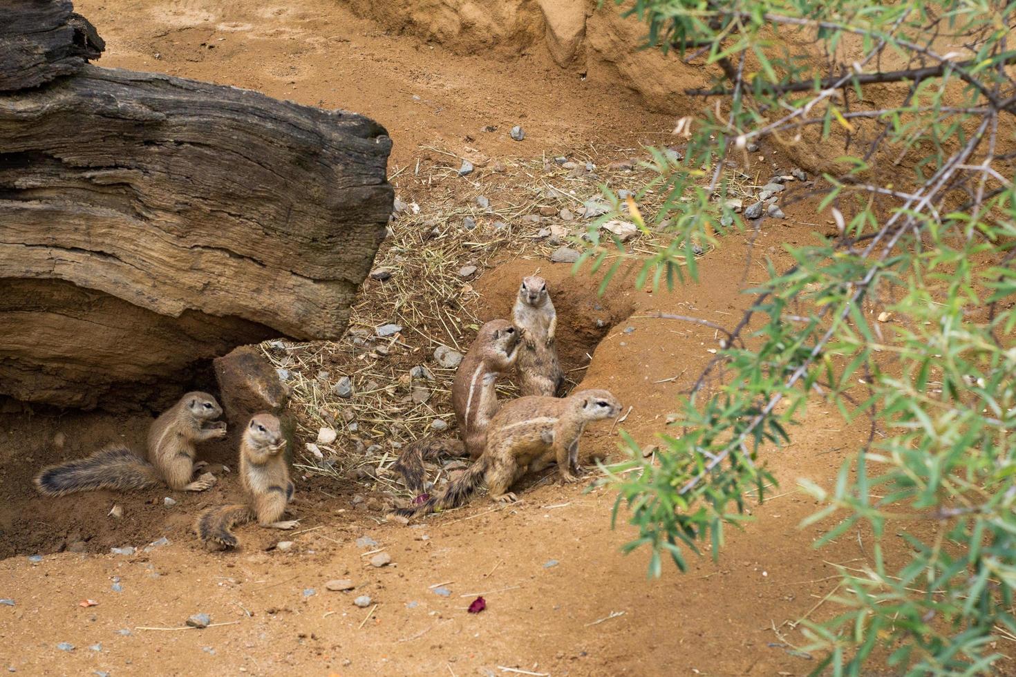 close up of meerkats in the zoo photo