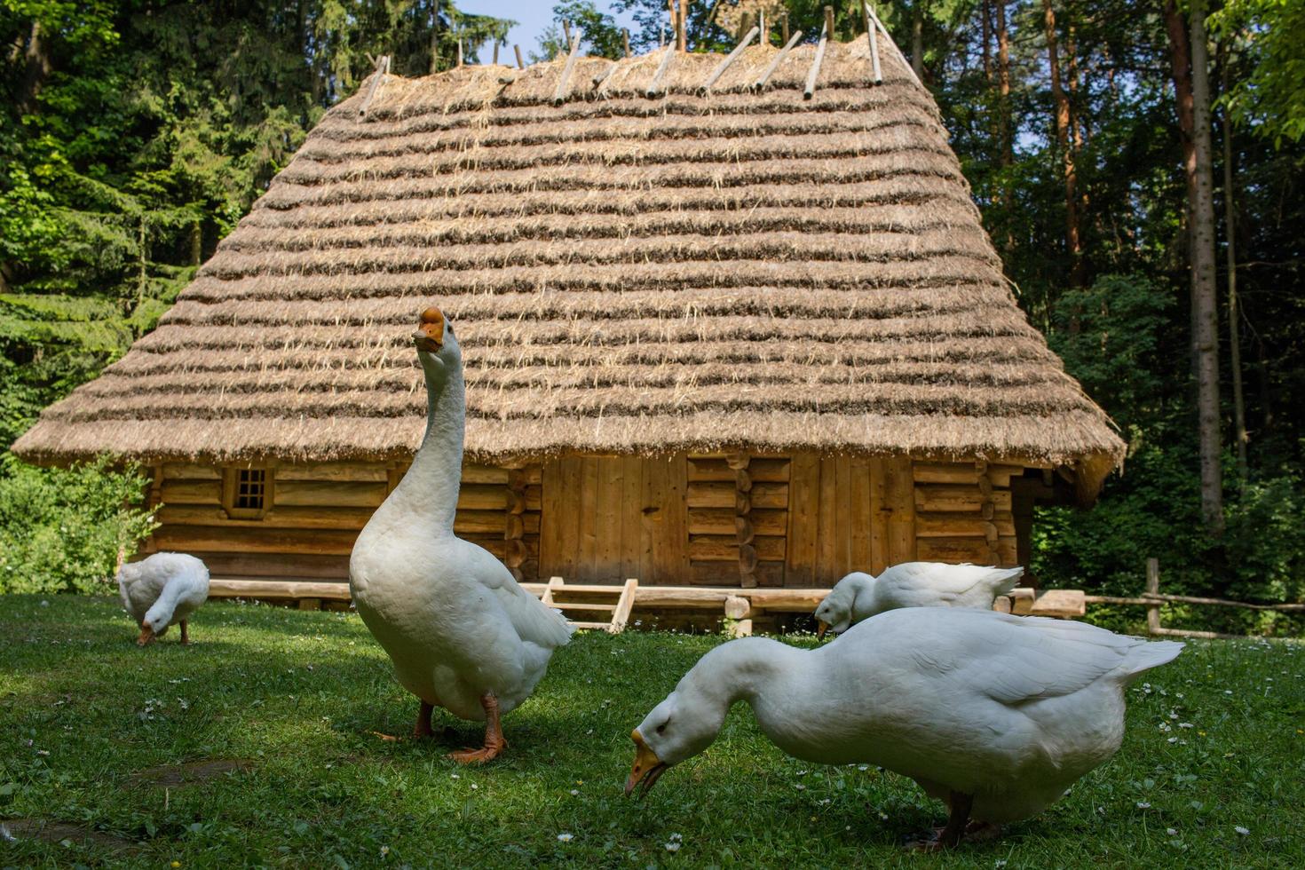 Old farm of geese with bog grean meadow and vintage wooden house photo