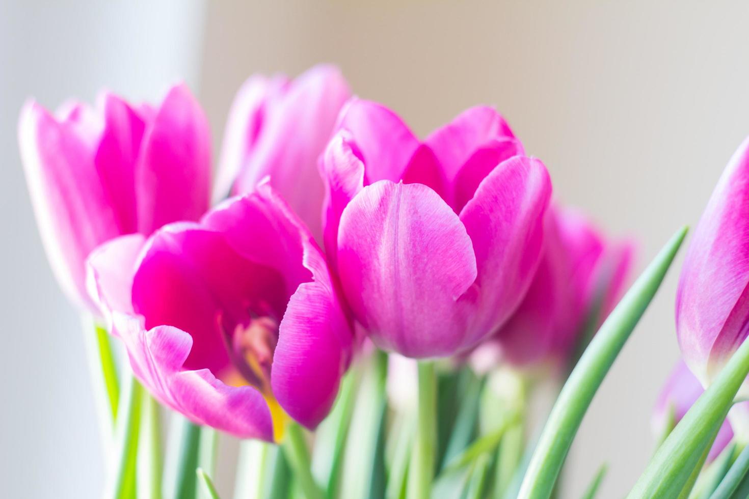 close up picture of fresh pink and purple tulips on table photo