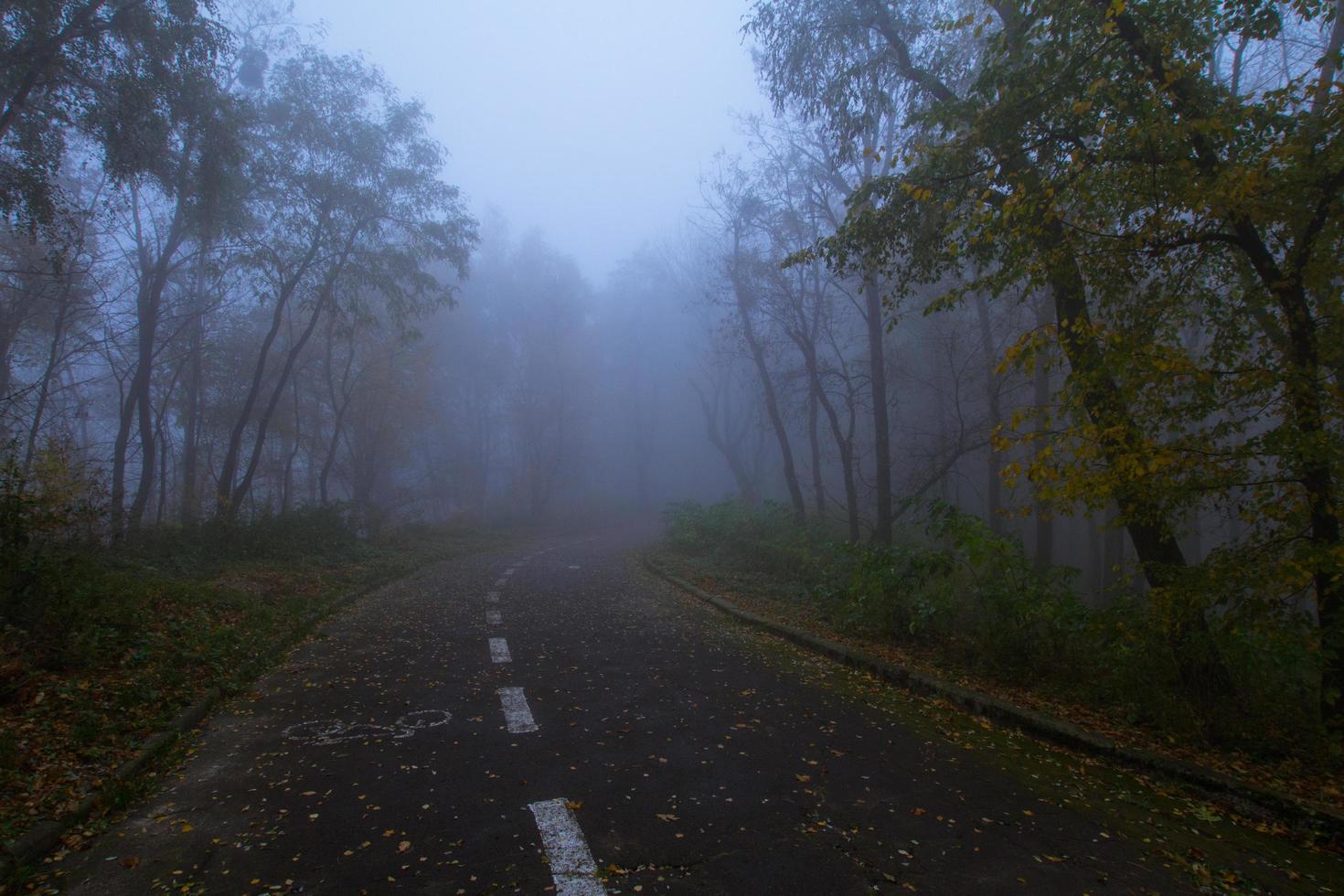 Landscape with foggy autumn park, many trees in cold blue colors photo