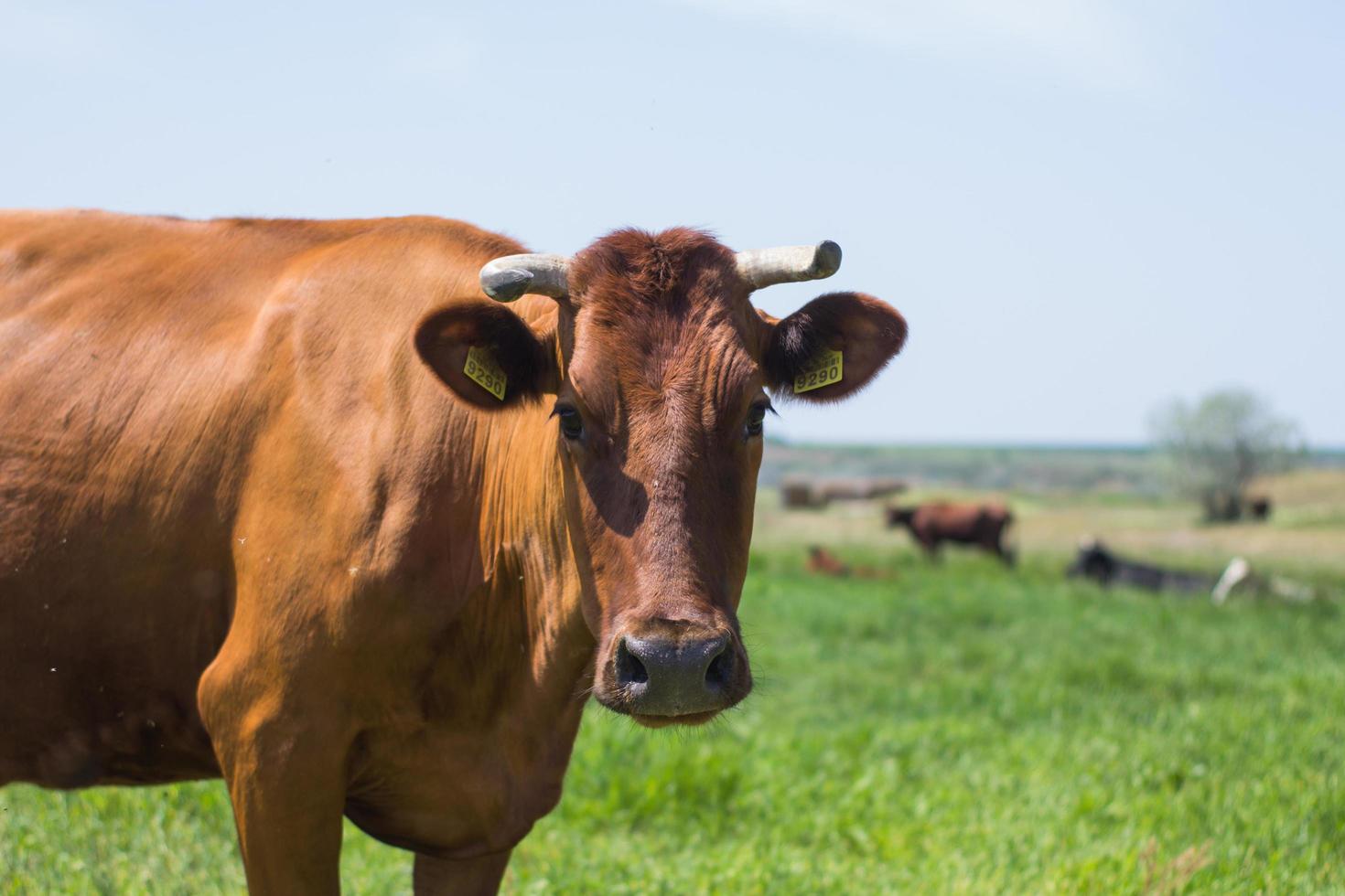 pasture of cows near the river, many cows on green grass in summer day photo