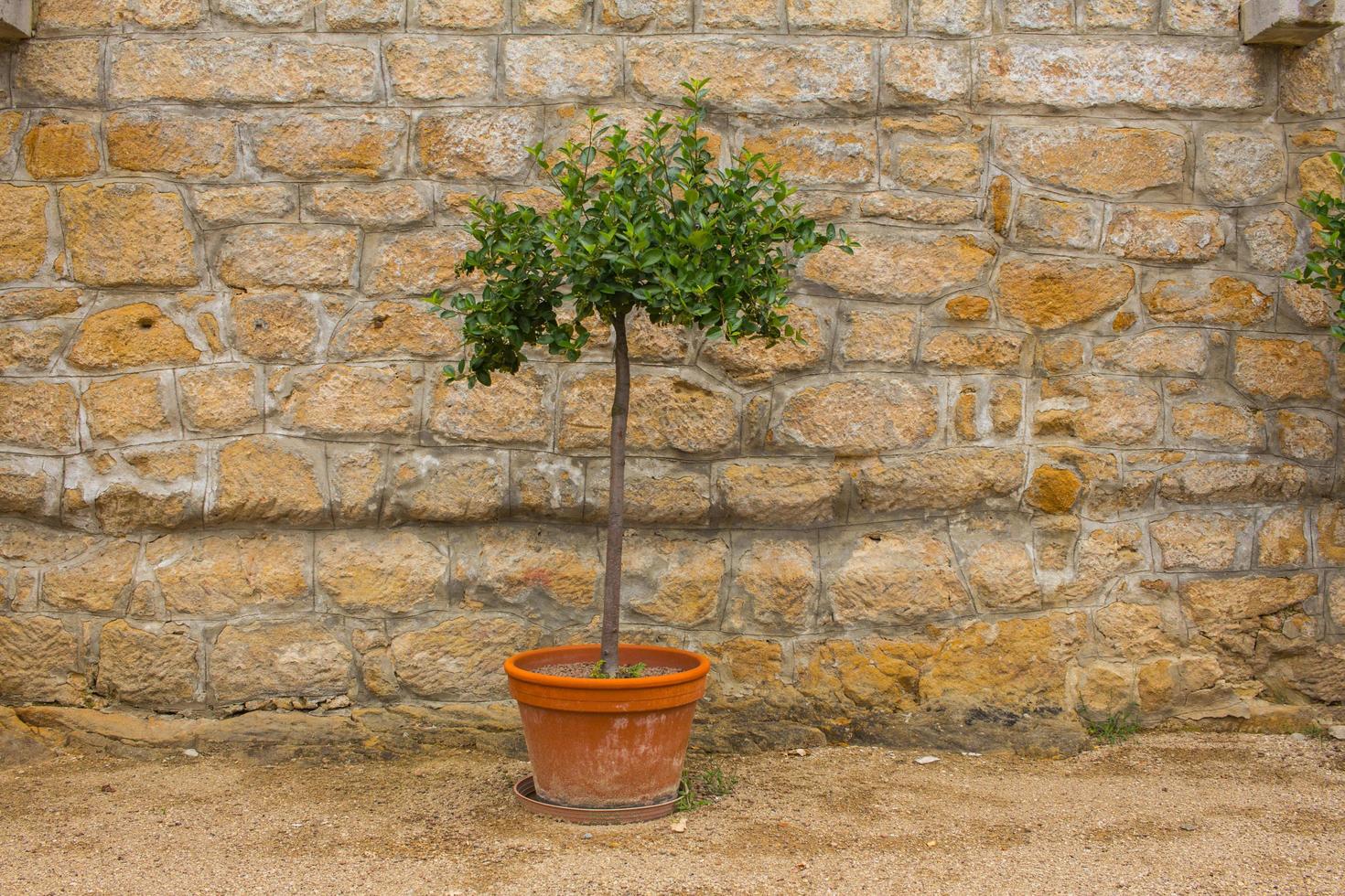 outdoors decorations in park with treess in big pots against rustic stone wall photo