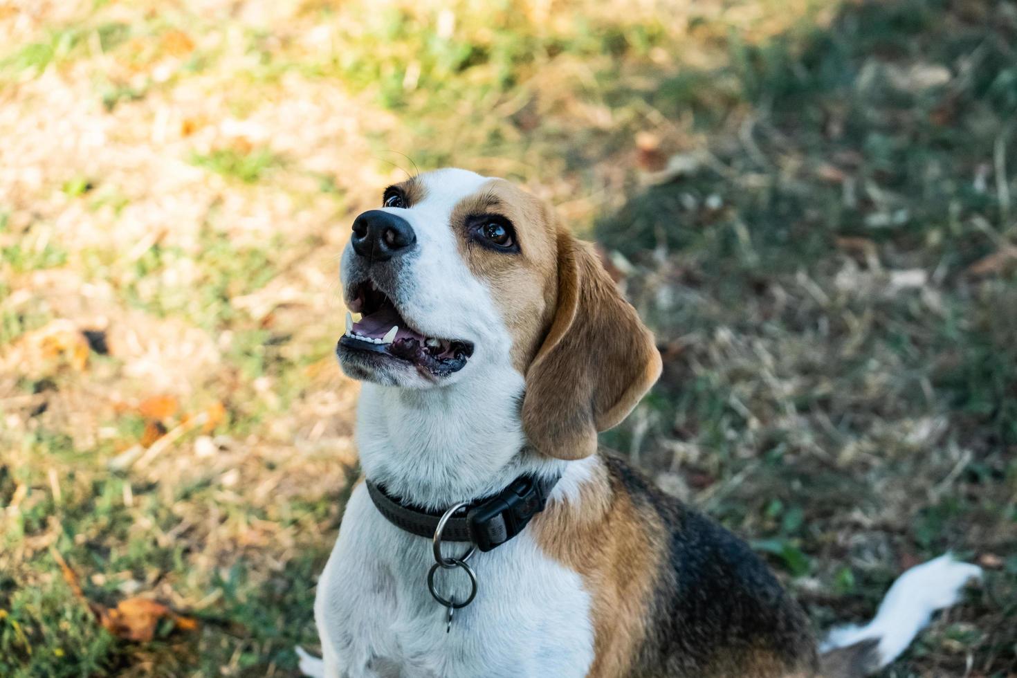 portrait of the beagle dog outdoors on the grass photo