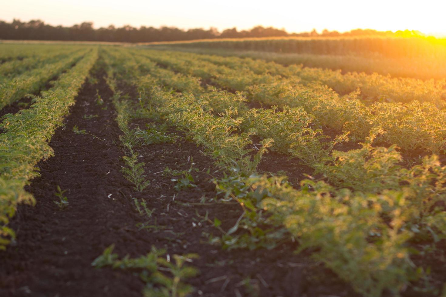 Field with young peas bushes in sunset light photo