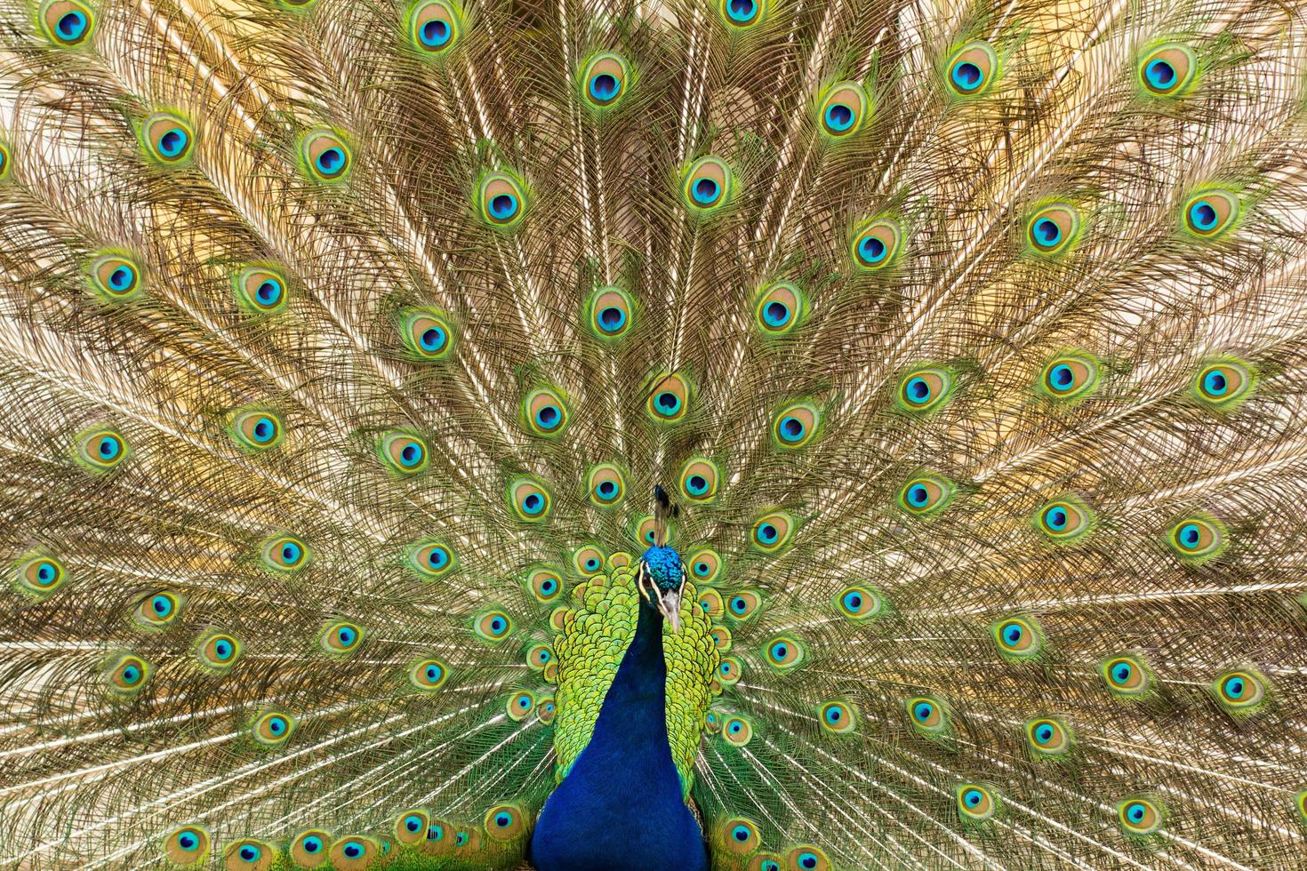 portrait of beautiful peacock in the park photo