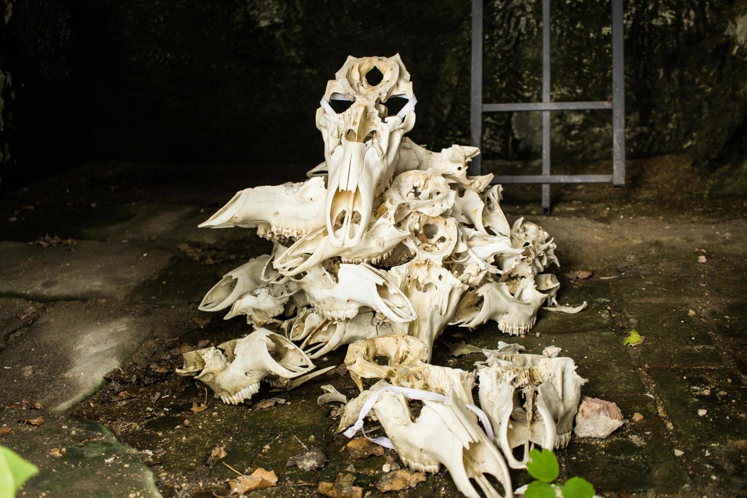 Many skulls of random animals in old castle photo