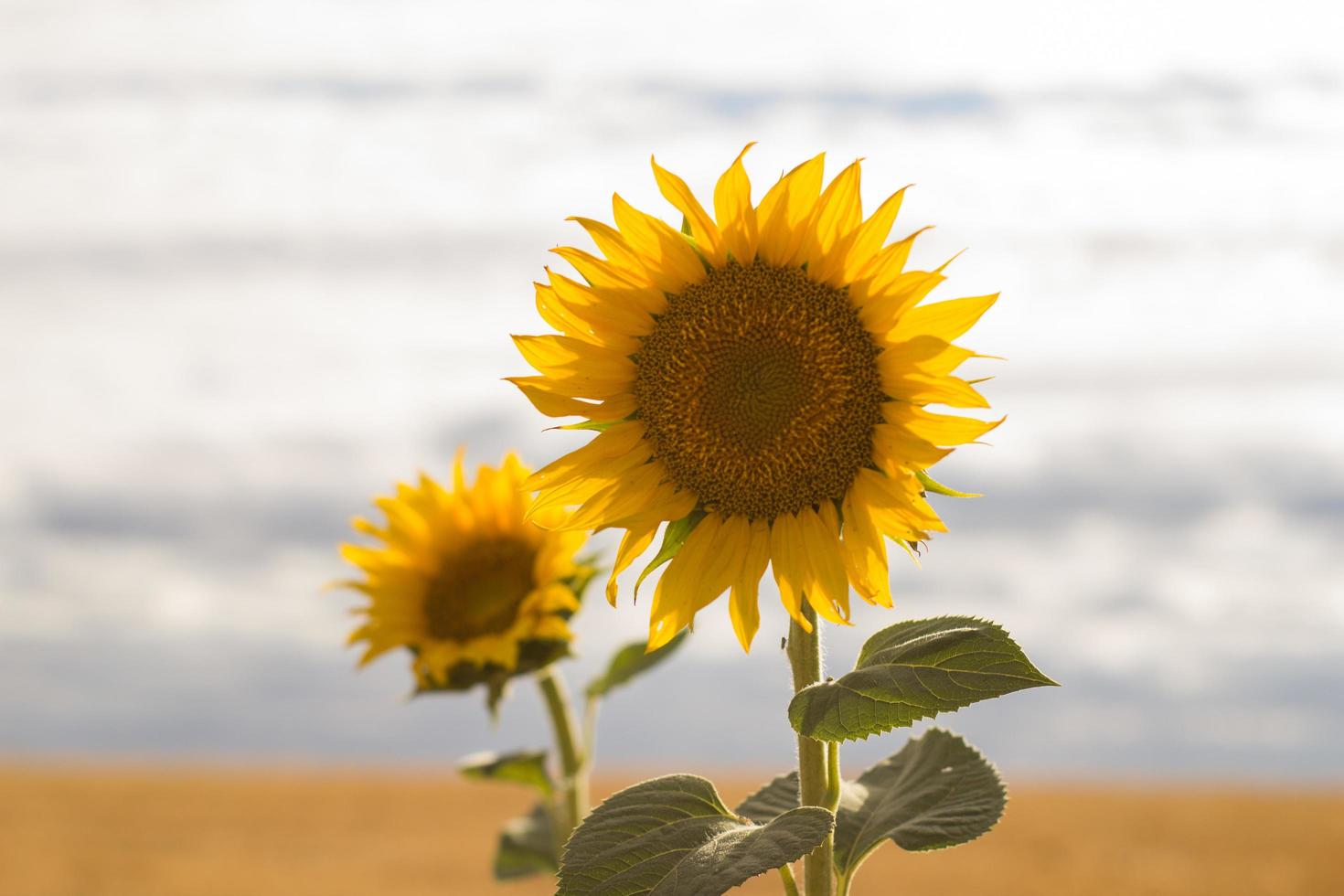 summer landscape with beautiful sunflowers photo