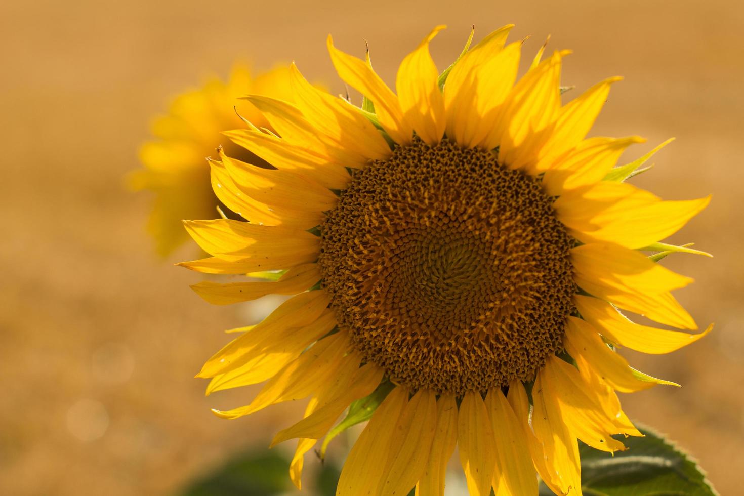 summer landscape with beautiful sunflowers photo