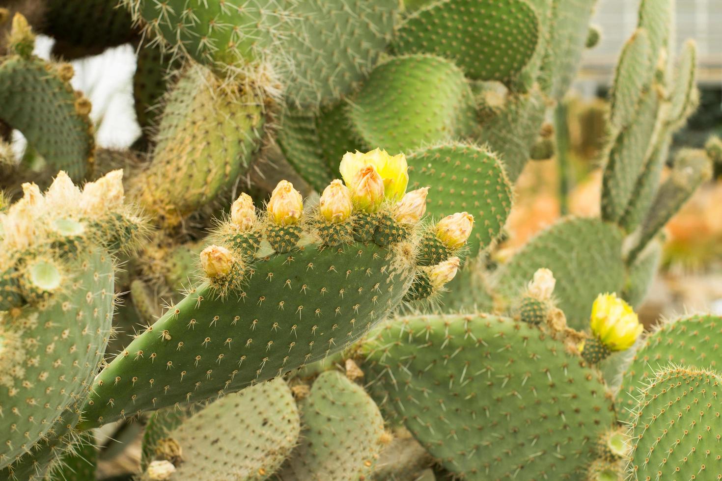 succulentes dans un habitat naturel, cactus dans le désert à l