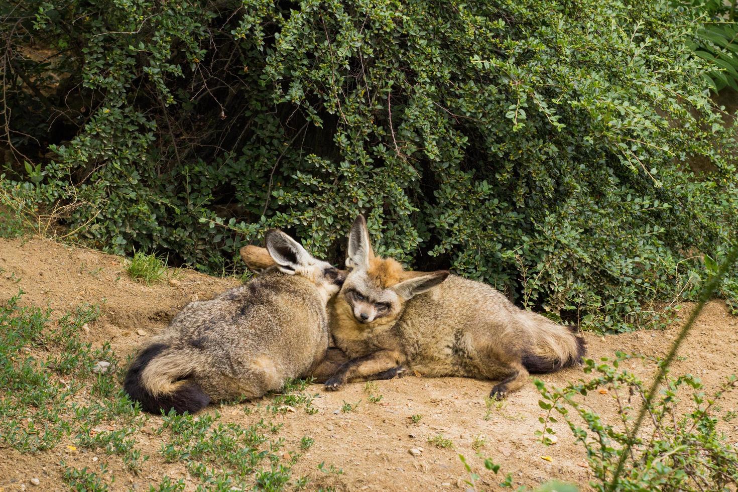 Close up portrait of african foxes in the zoo photo