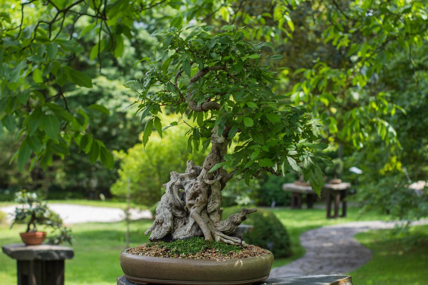 Close up picture of bonsai tree in japanese garden photo