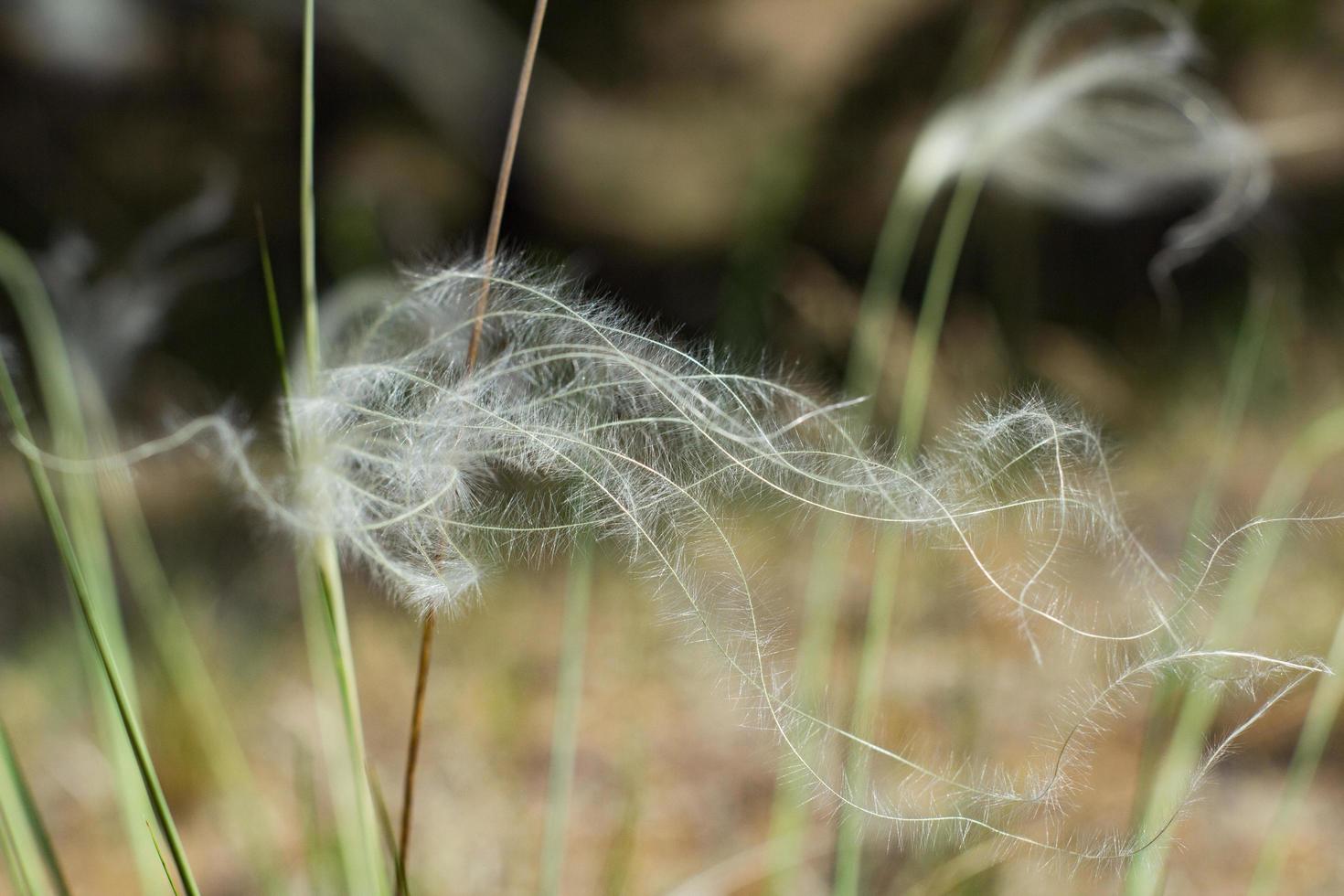 Clode up picture of feather grass in spring fields photo