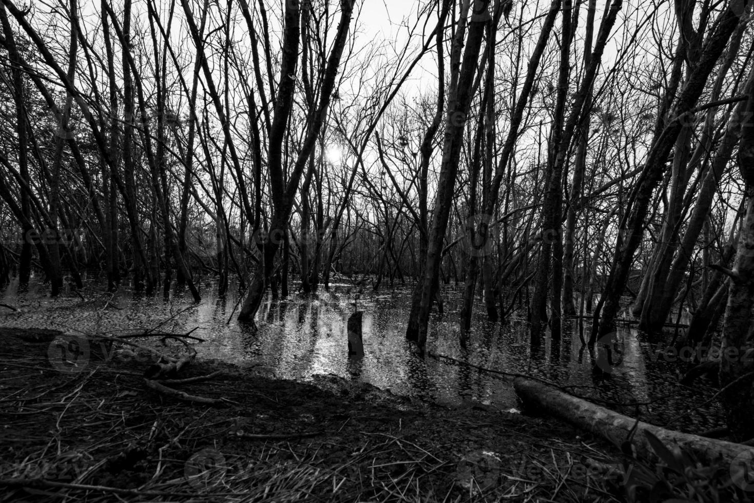 Dead tree in degraded mangrove forest. Environmental crisis from crimate change, pollution, sedimentation. Degradation and destruction of mangrove forest. Coastal crisis. Dark background for death. photo