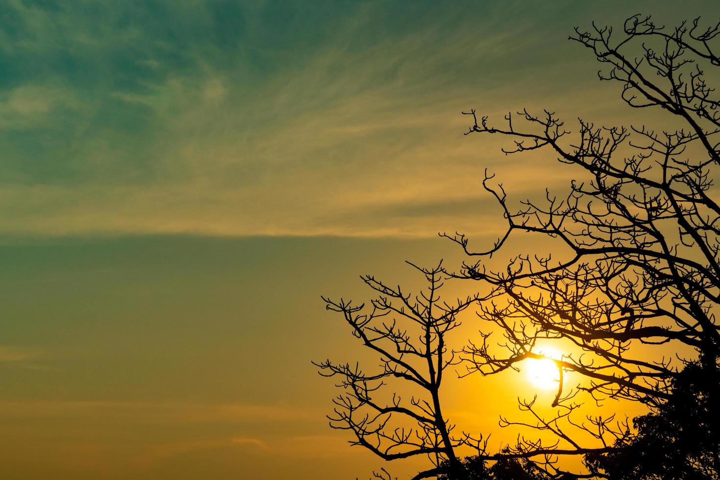 árbol muerto de silueta en la hermosa puesta de sol o amanecer en el cielo dorado. fondo para un concepto pacífico y tranquilo. luz de esperanza y espiritual. concepto de despertar e inspiración. alma y respeto. foto