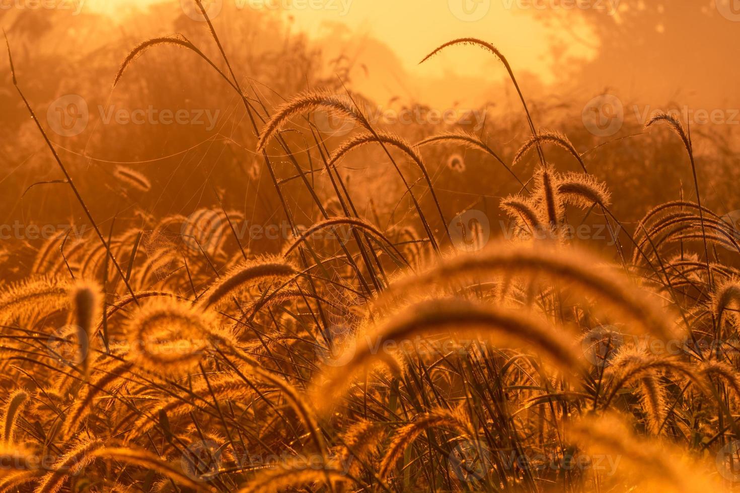 Grass flower in the morning at sunrise with golden sunshine. Flower field in rural. Orange meadow background. Wild meadow grass flowers with morning sunlight. Start new day or new life concept. photo