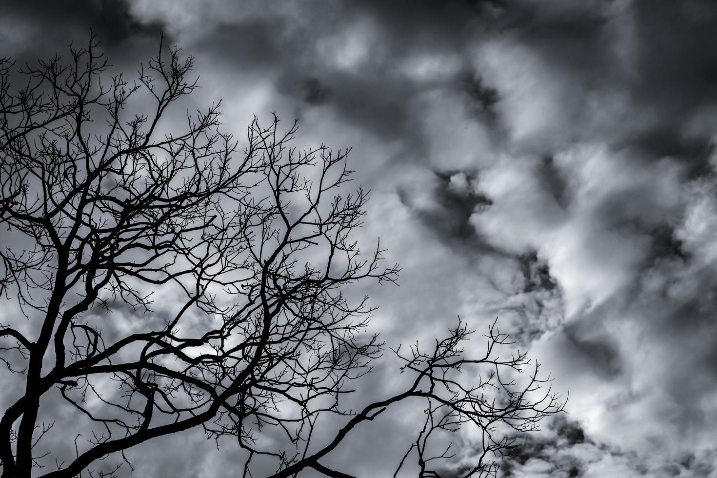 Silhouette dead tree on dark dramatic sky and white clouds background for death and peace. Halloween day background. Despair and hopeless concept. Sad of nature. Death and sad emotion background. photo