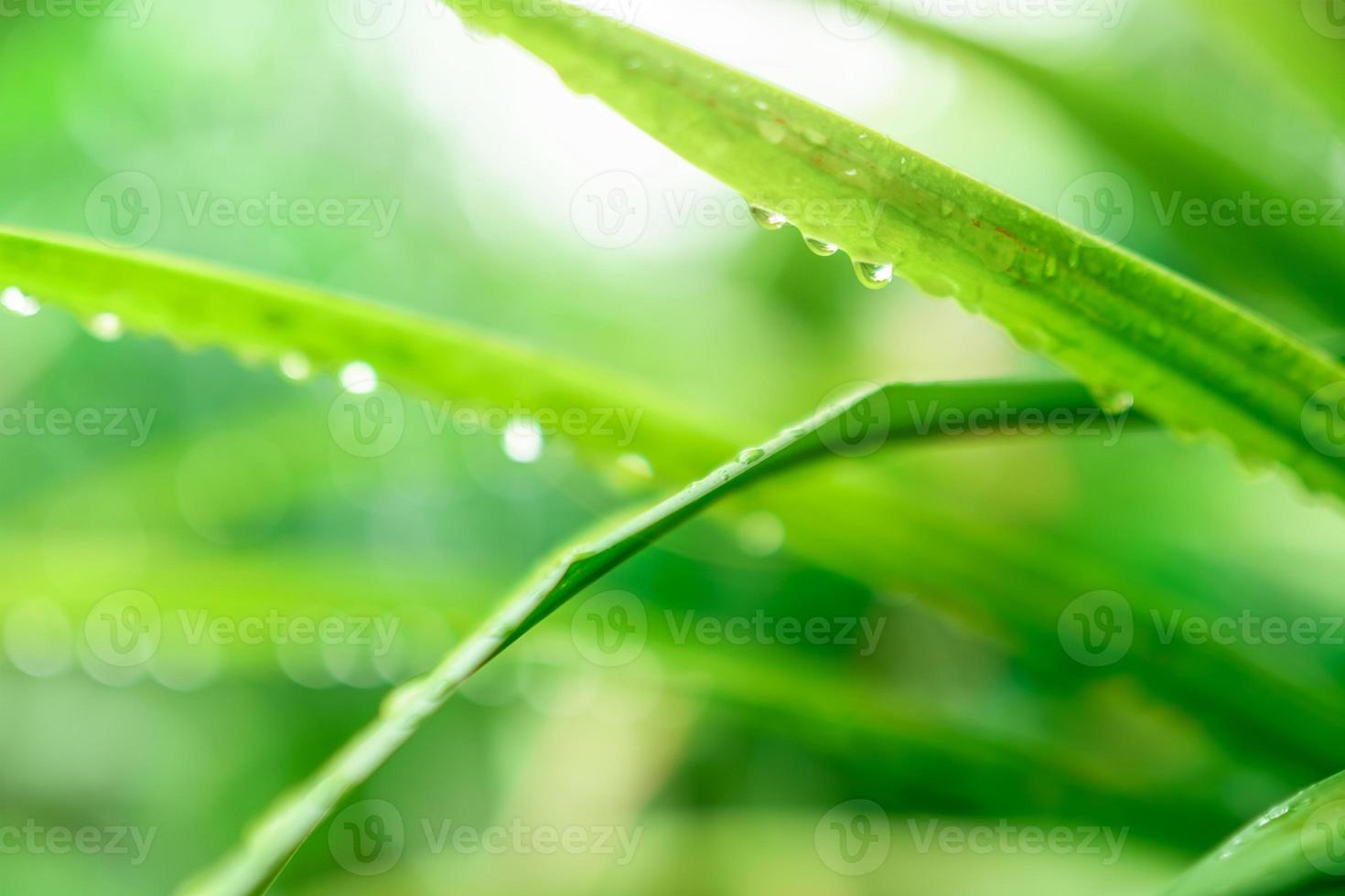 Blurred fresh green grass field with raindrop. Water drops or rain drop on green grass leaves in garden. Green grass leaves with bokeh background and sunlight. Nature background. Rainy season. photo