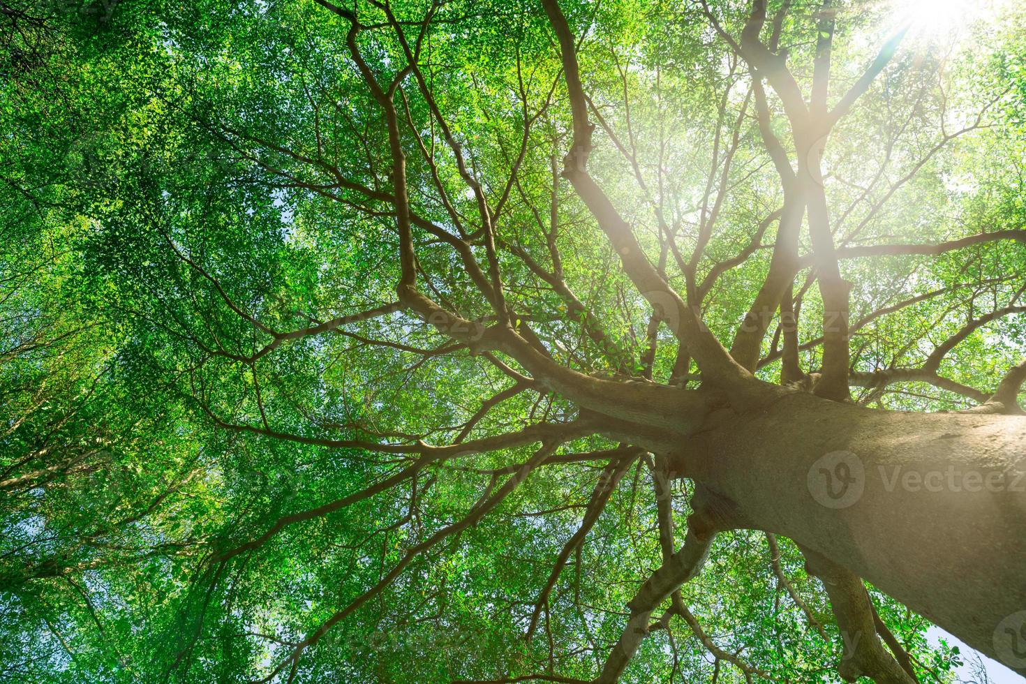 Bottom view of tree trunk to green leaves of big tree in tropical forest with sunlight. Fresh environment in park. Green plant give oxygen in summer garden. Forest tree with small leaves on sunny day. photo