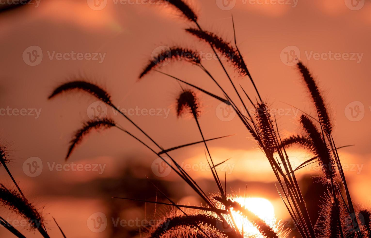 Meadow grass flower in the morning with golden sunrise sky. Silhouette grass flower on blur bokeh background of yellow and orange sunshine. Grass field with sunrise sky. Beauty in nature. Tranquility. photo