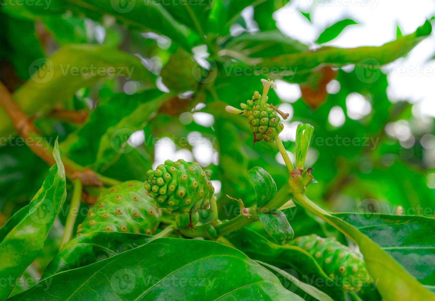 Noni fruit on Morinda citrifolia tree. Morinda citrifolia tree with green leaves in the tropical fruit garden. Herbal medicine. Background for noni juice product. Safety in traditional medicine. photo
