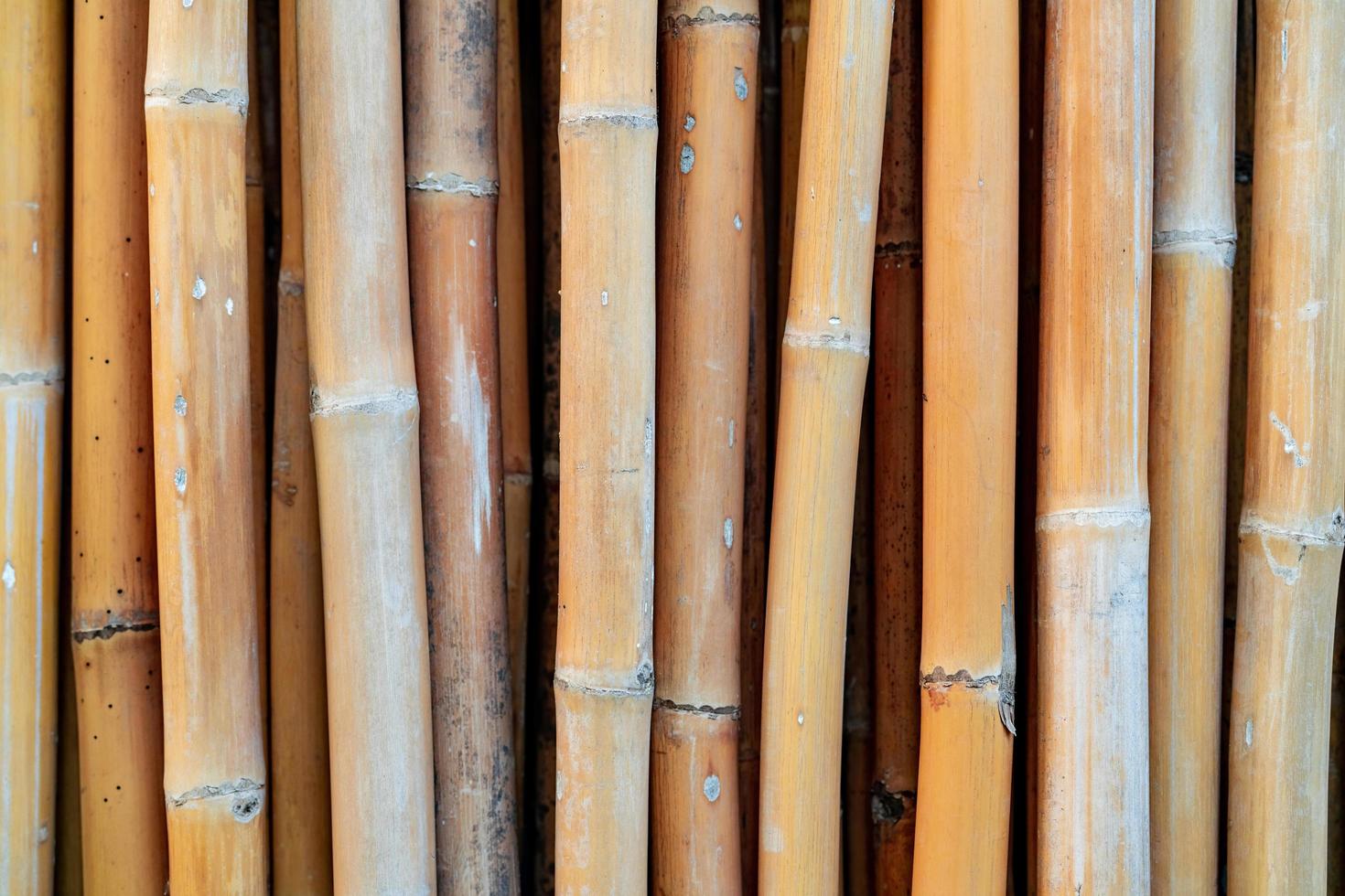 Primer plano de fondo de textura de poste de bambú seco. fondo ecológico. material natural para trabajos hechos a mano en tailandia. valla de bambú marrón. materias primas naturales para su uso en tejidos. foto
