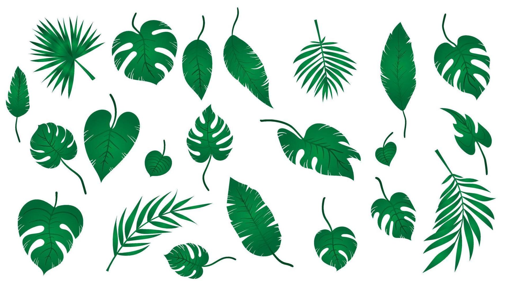 Set of tropical exotic leaves of different types. Jungle plants. Hibiscus leaves, monstera and palm leaves. Realistic botanical vector illustration isolated on white background