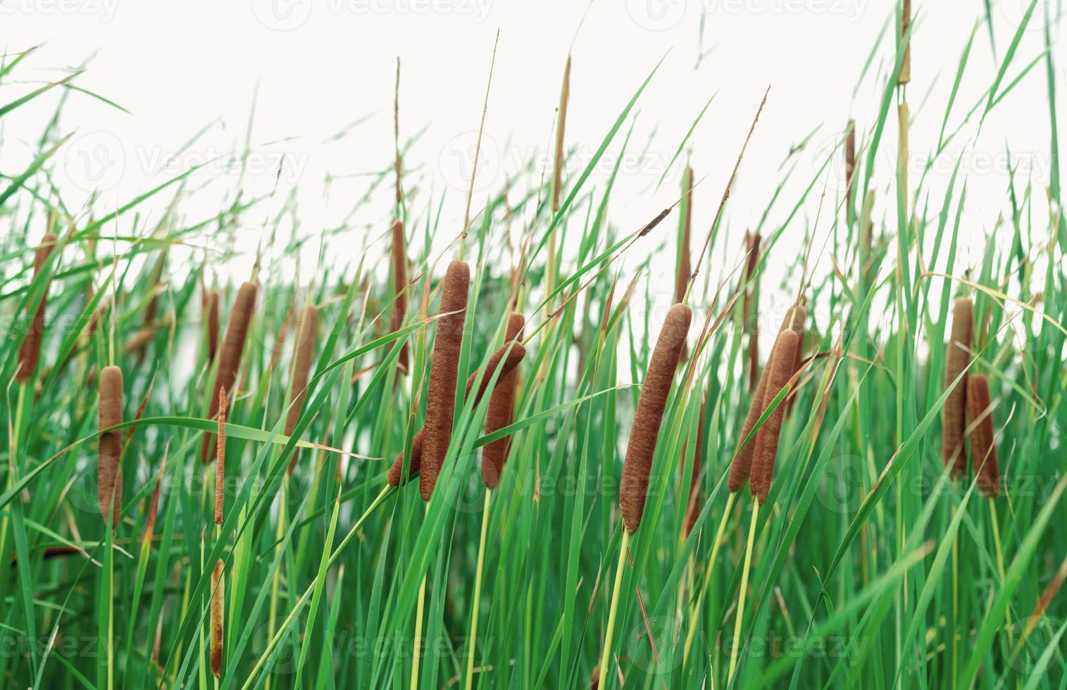 Typha angustifolia field. Green grass and brown flowers. Cattails isolated on white background. Plant's leaves are flat, very narrow and tall. The stalks are topped with brown, fluffy, sausage-shaped photo