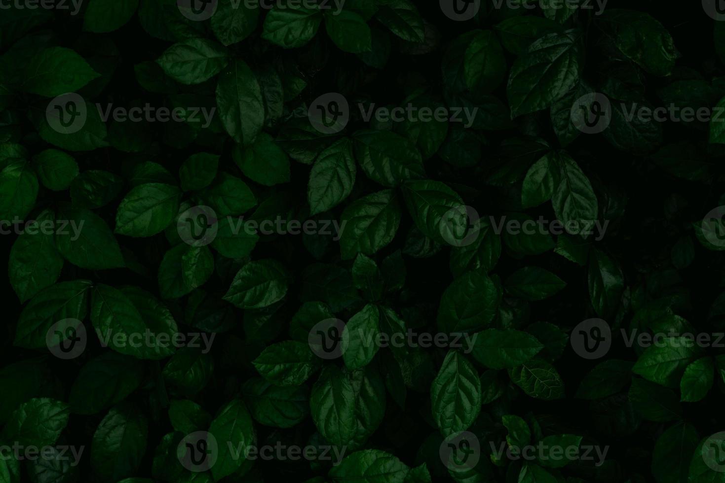 Dense dark green leaves in the garden. Emerald green leaf texture. Nature abstract background. Tropical forest. Above view of dark green leaves with natural pattern. Tropical plant wallpaper. Greenery photo