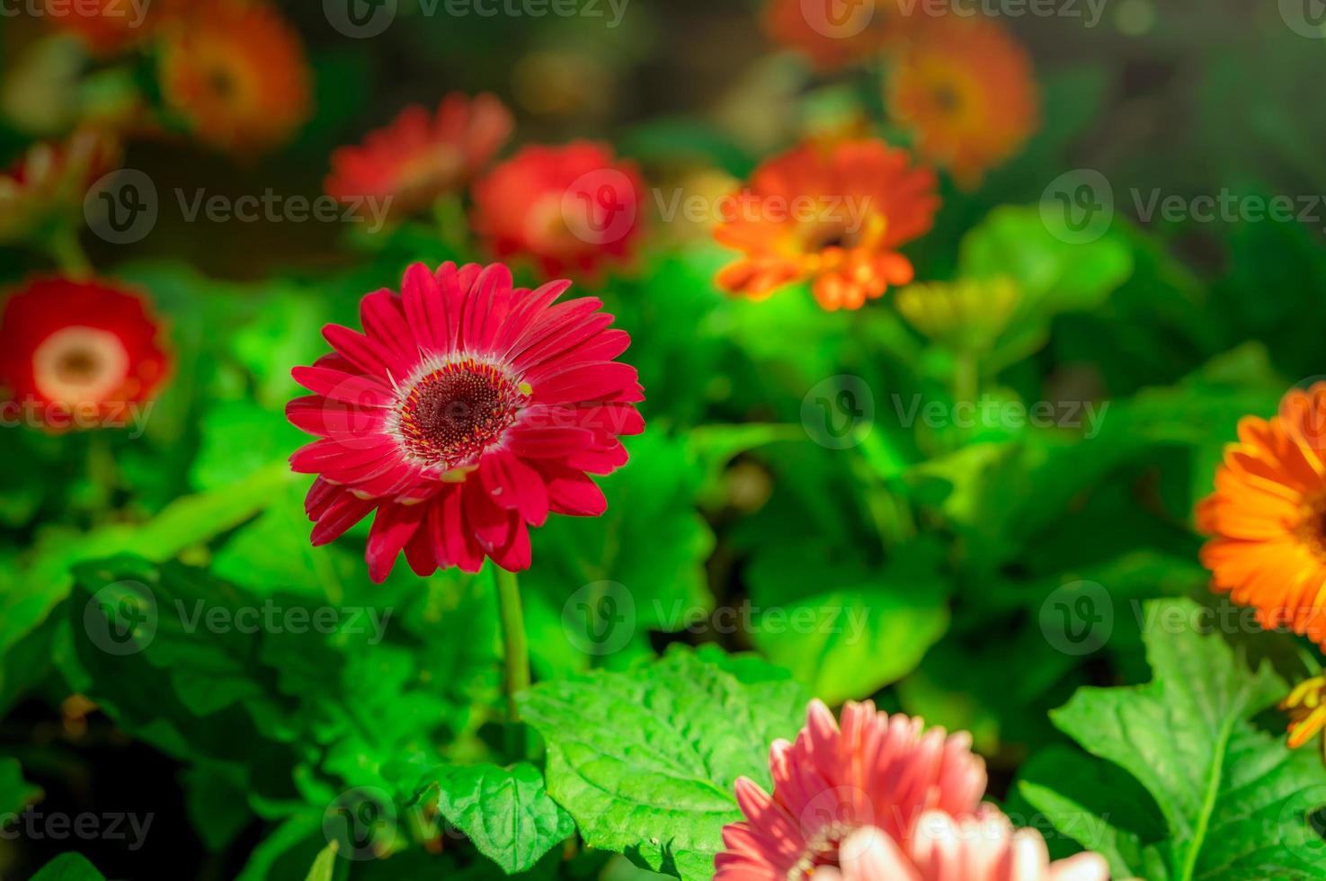 Red gerbera flower on blur background of orange and pink gerbera flowers in garden. Decorative garden plant or as cut flowers. Gentle red petals of gerbera. Floral garden with sunlight. Nature closeup photo
