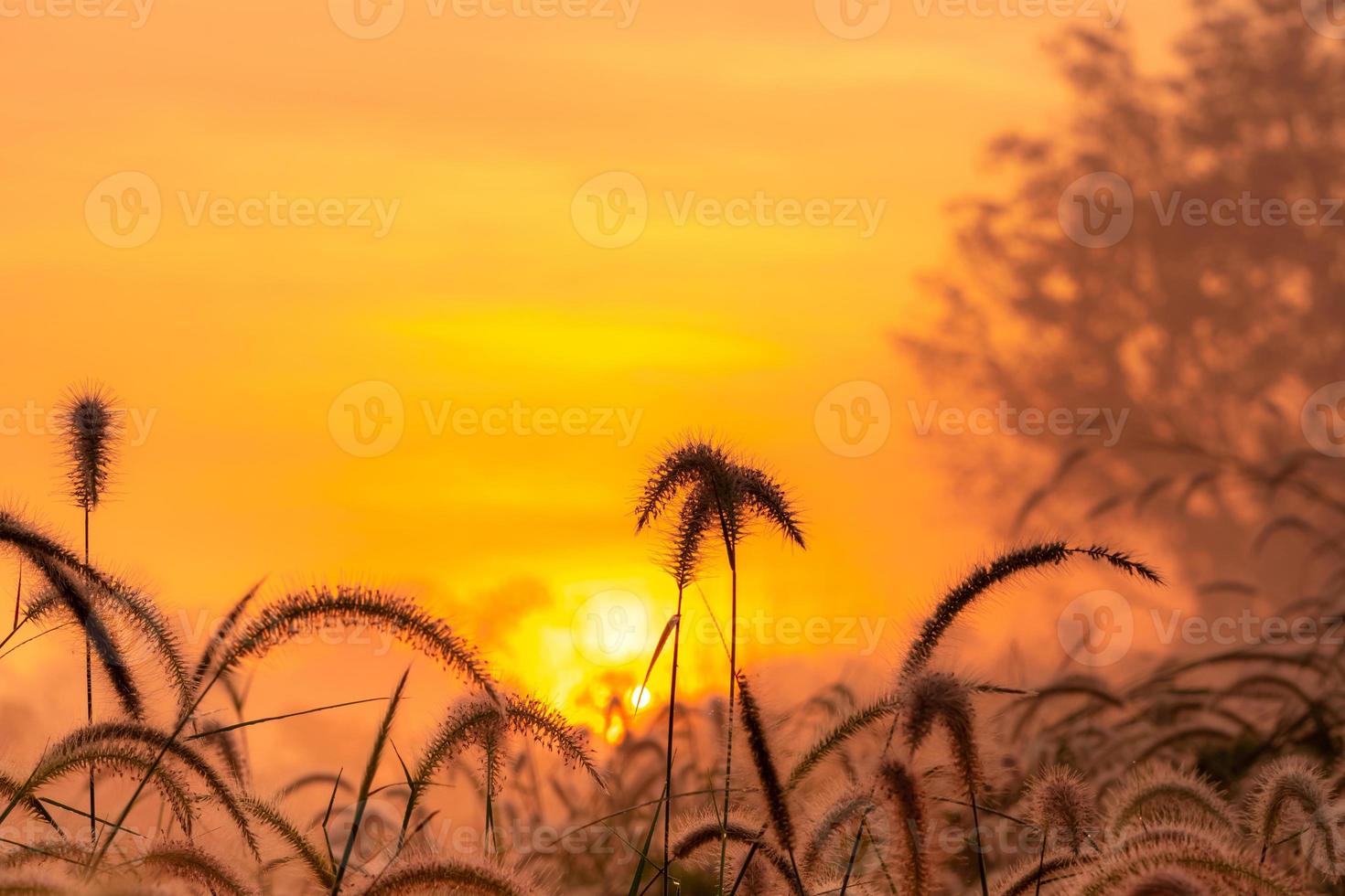 Grass flower in the morning at sunrise with golden sunshine. Flower field in rural. Orange meadow background. Wild meadow grass flowers with morning sunlight. Start new day or new life concept. photo