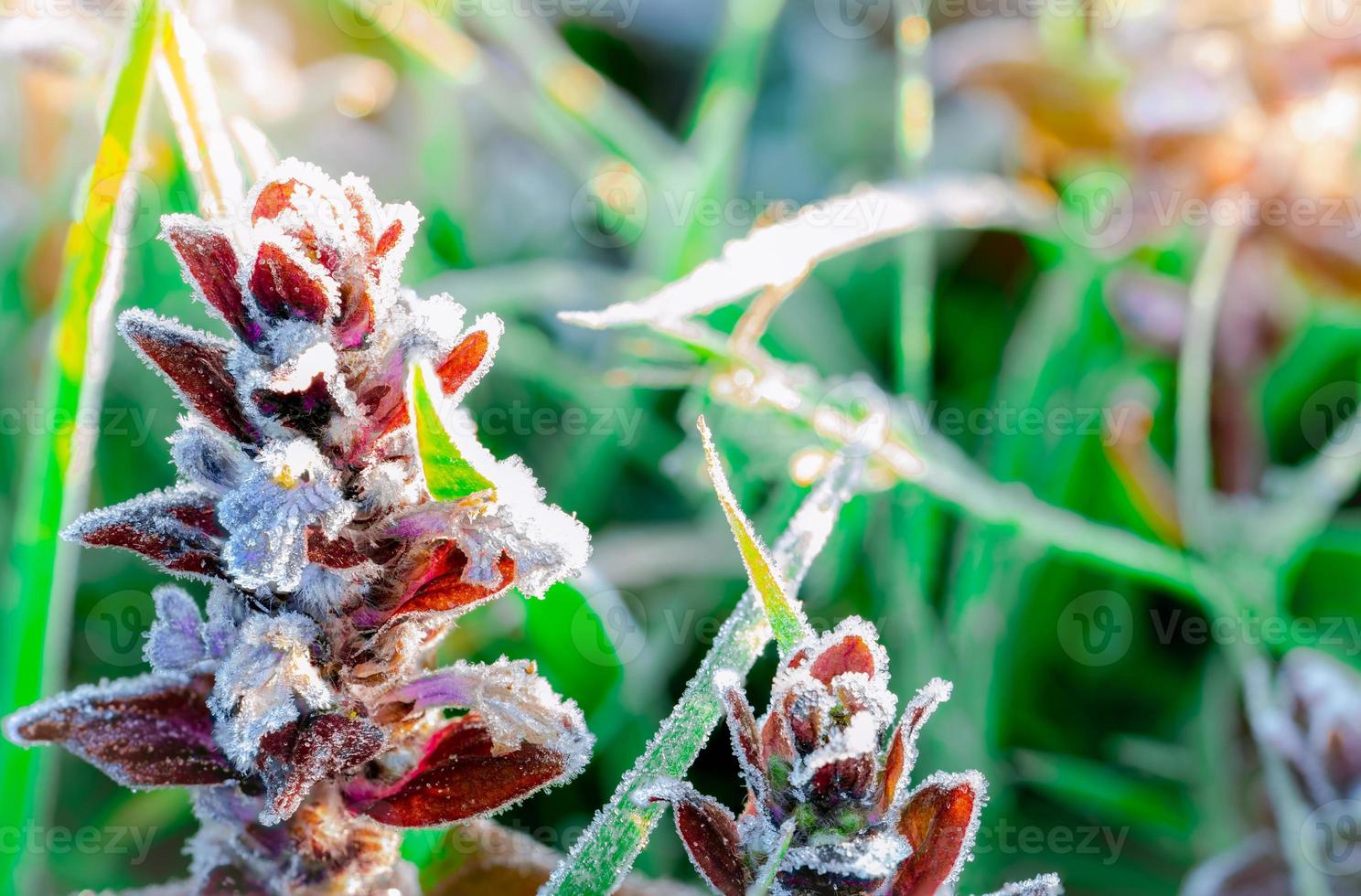 Frosted purple flower in the morning with sunlight. Beautiful frost on green leaves in garden. Nature background. Cold and calm concept. Frozen weather. Fresh environment. Frosted flower texture. photo