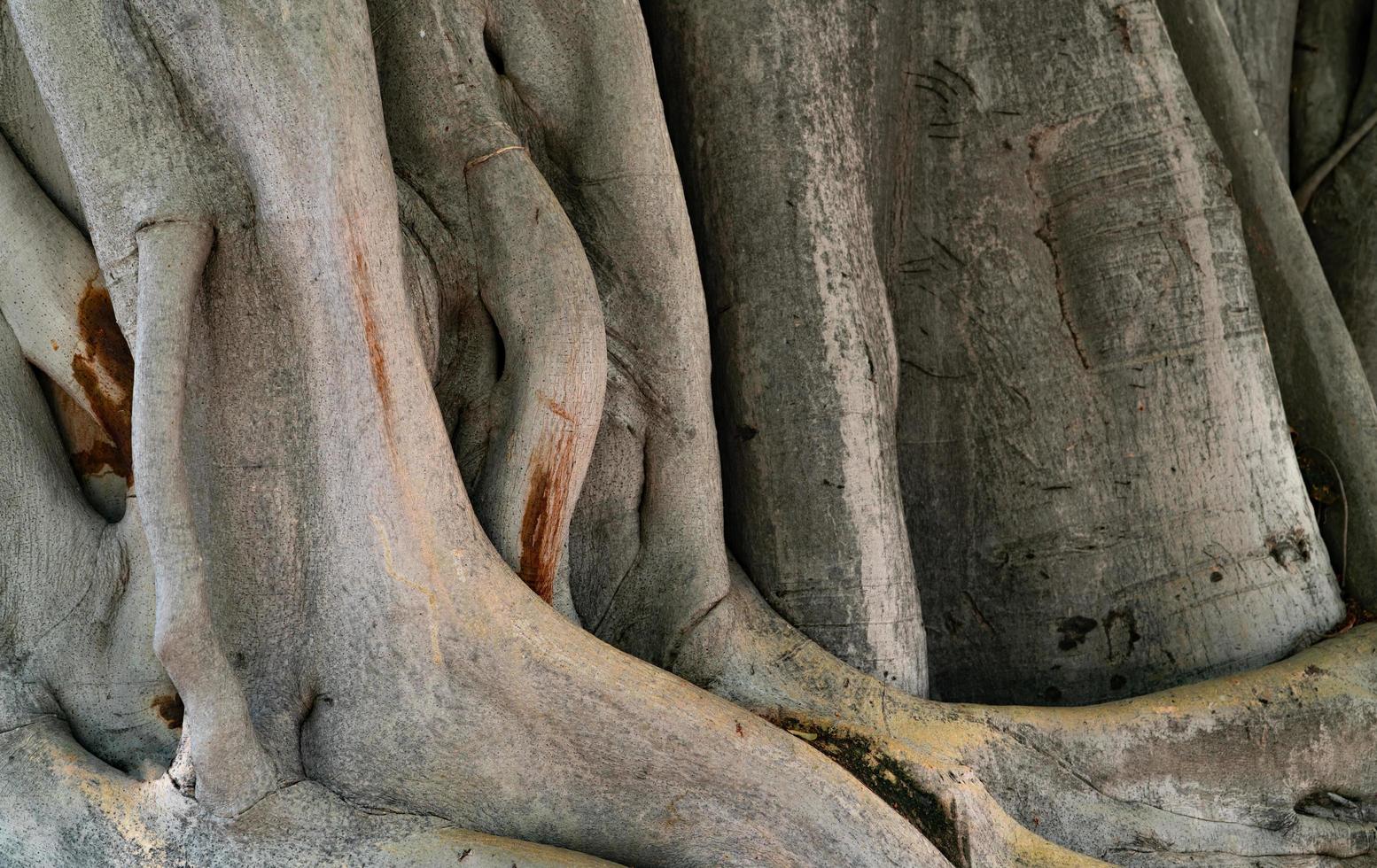 Closeup texture of old tree trunk. Twisted trunk tree texture surface. Natural wood skin. Detail of tree trunk with gray bark in a tropical jungle. Large trunk and root of tree. Growth of tree. photo