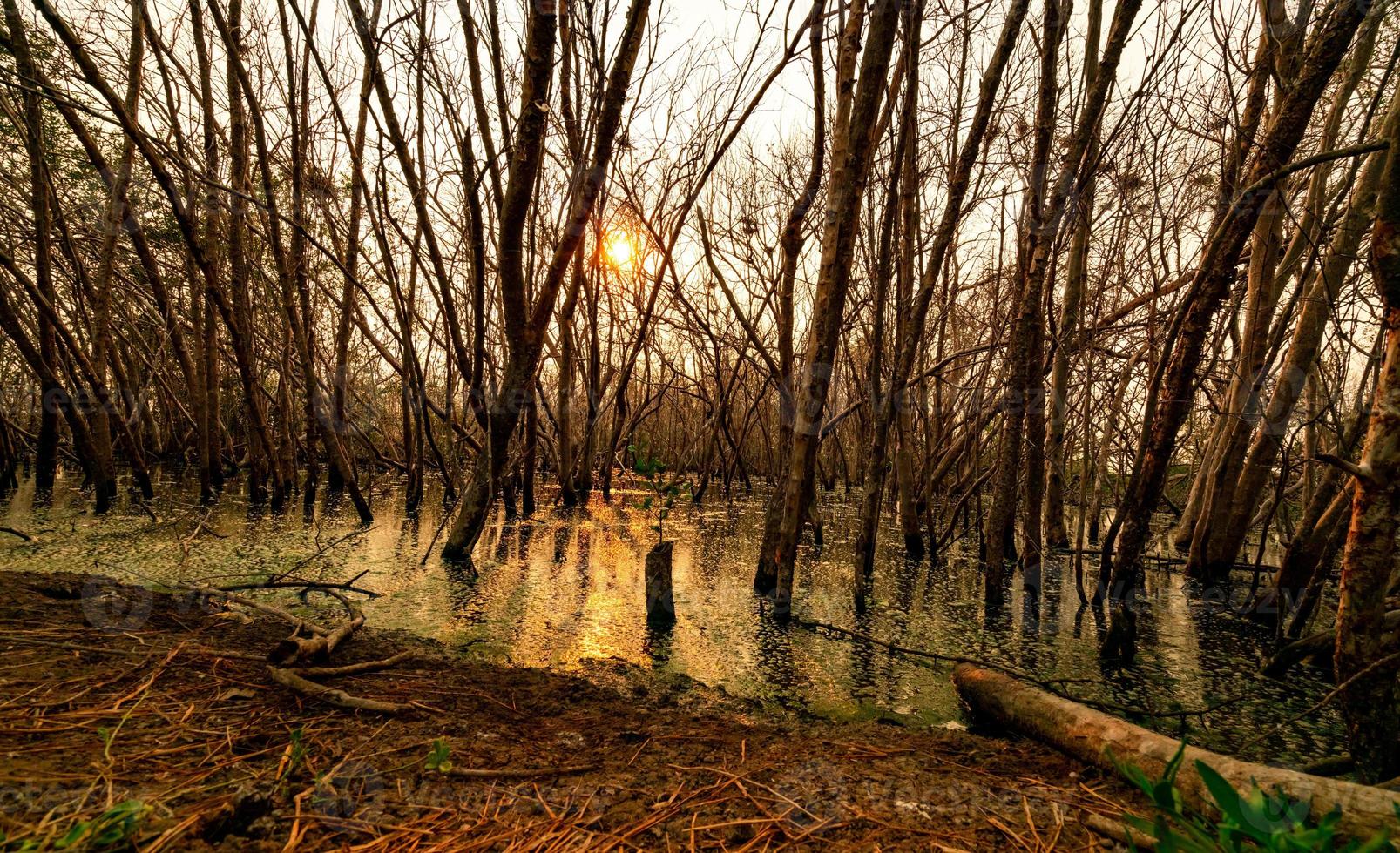 árboles muertos en el bosque inundado por la noche con luz naranja. La crisis ambiental del cambio climático. desastre por deforestación. árbol muerto por el problema del cambio climático. naturaleza triste. foto