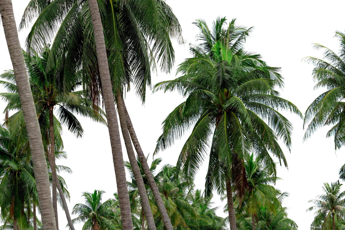 jardín de palmeras de coco en el resort. plantación de palmeras. granja de coco en tailandia. tronco y hojas verdes de palmera de coco. árbol tropical exótico. árbol de playa de verano. fuente natural de aceite de coco. foto