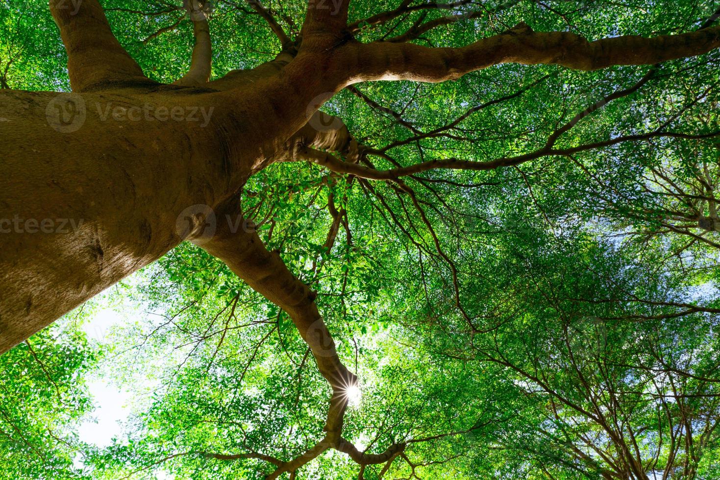 Bottom view of tree trunk to green leaves of big tree in tropical forest with sunlight. Fresh environment in park. Green plant give oxygen for healthy breath in garden. Forest tree with small leaves. photo