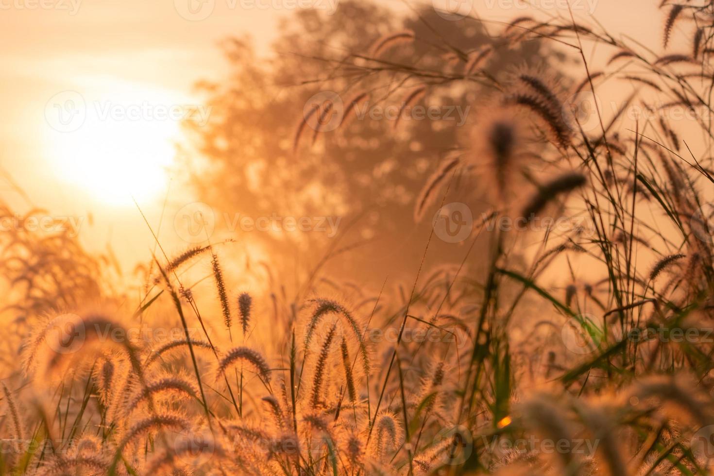 Grass flower in the morning at sunrise with golden sunshine. Flower field in rural. Orange meadow background. Wild meadow grass flowers with morning sunlight. Start new day or new life concept. photo