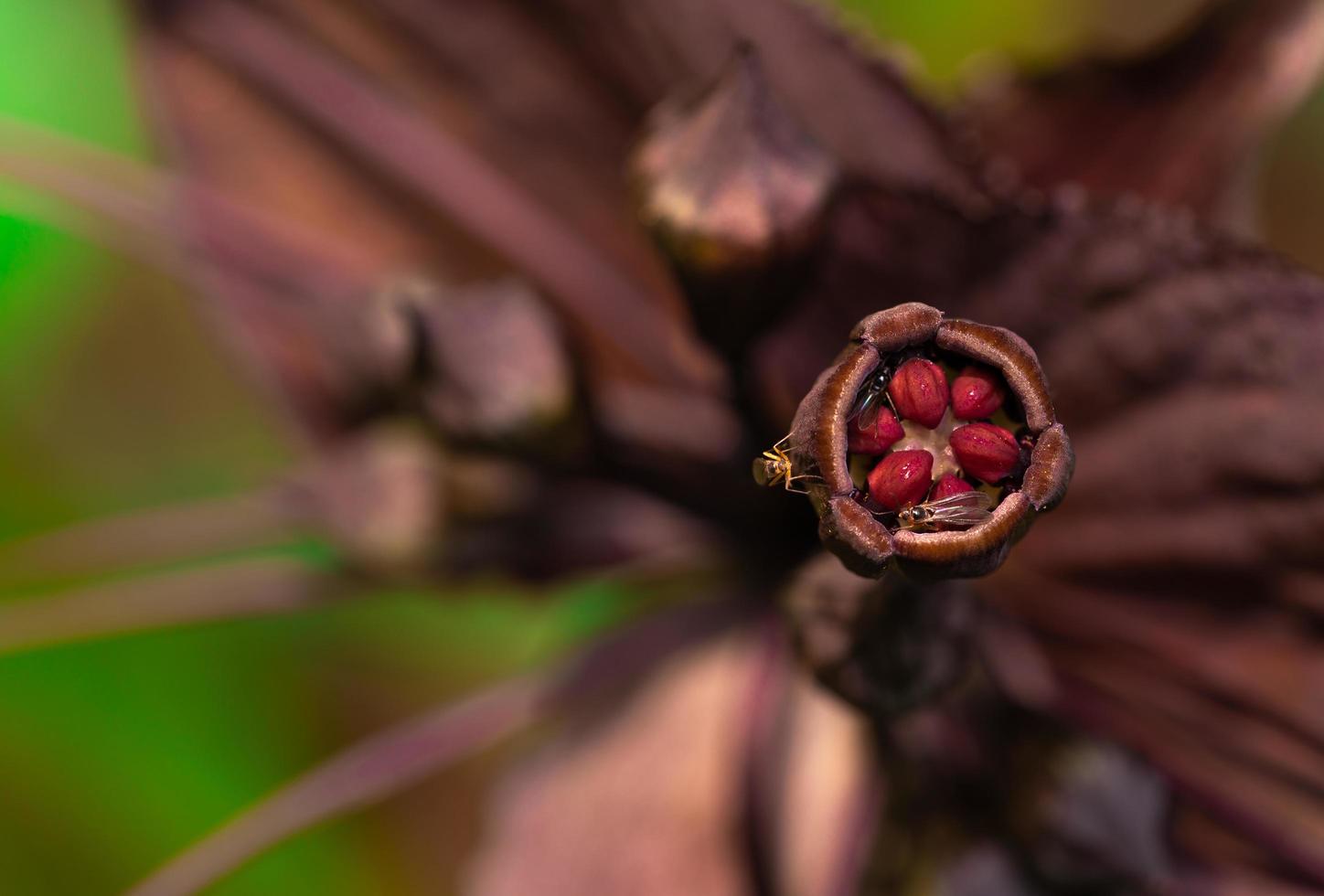 Macro shot detail of insect on dark purple flower pollen. Pollination by insect in the forest. Animals wildlife. Small insects life in jungle. Exotic forest flower. Spring season in tropical forest. photo